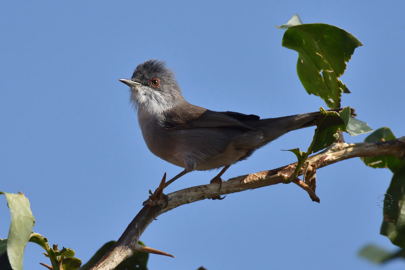 Sardinian warbler (Sylvia melanocephala)
