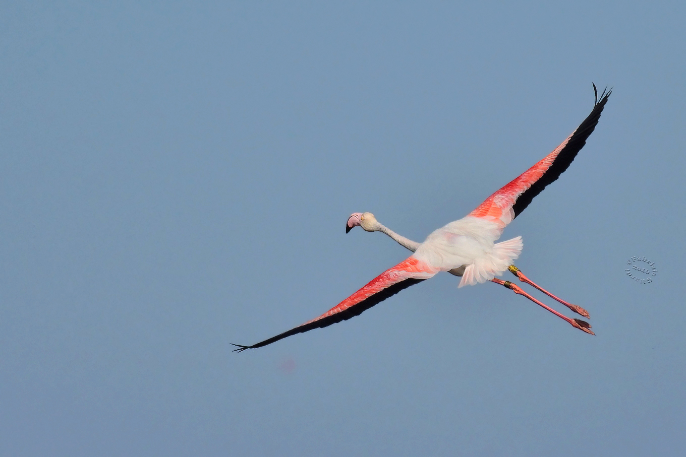 pink flamingo (Phoenicopterus roseus)