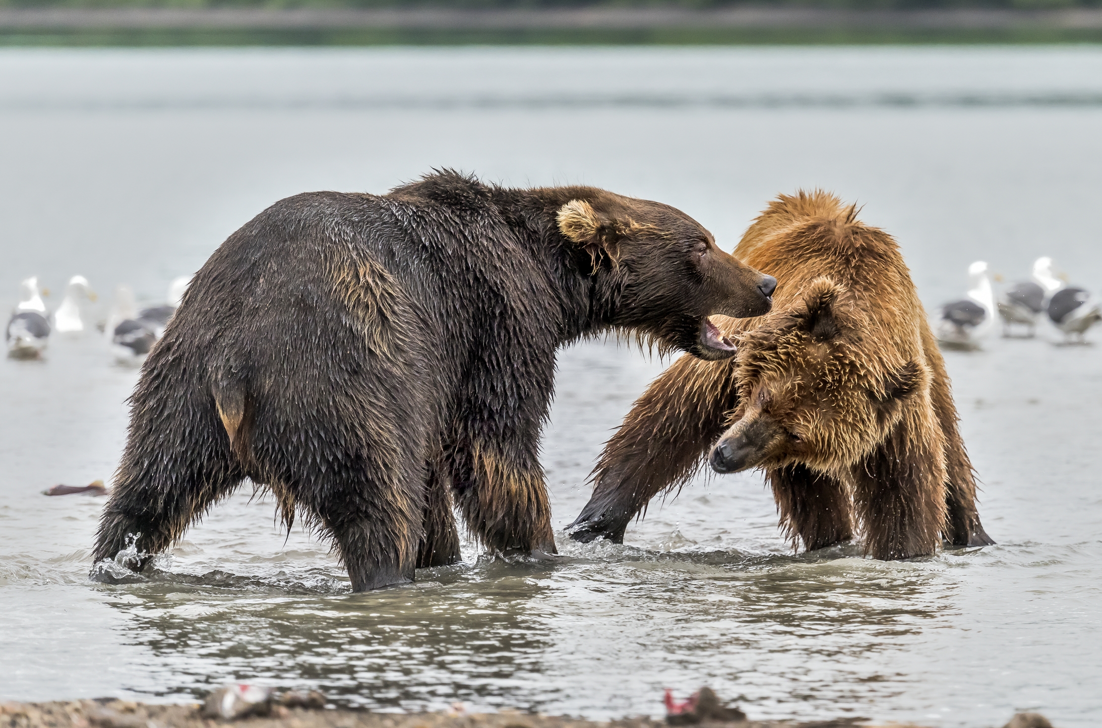 Kamchatka 2016 - Discussioni