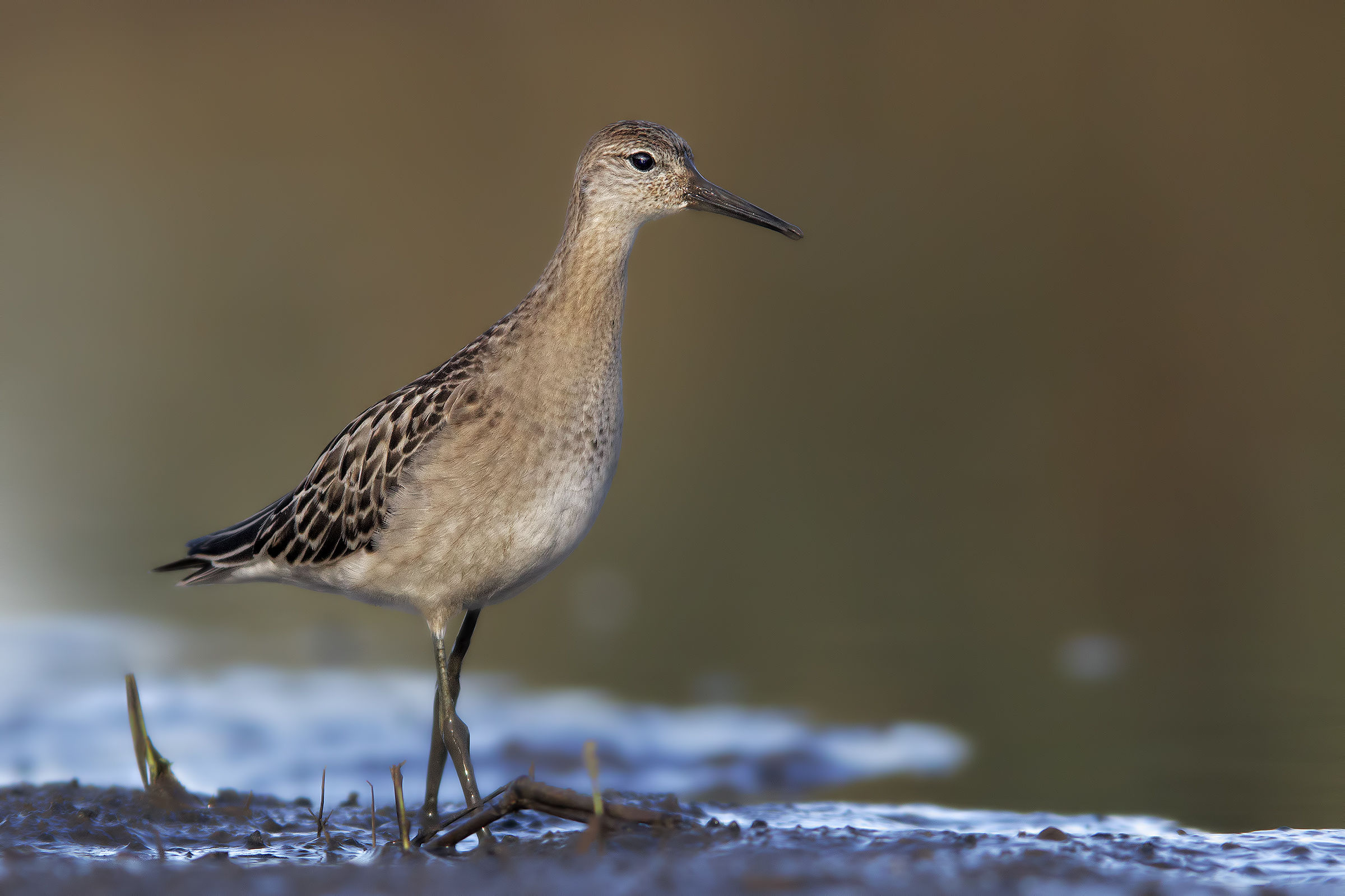 sandpiper