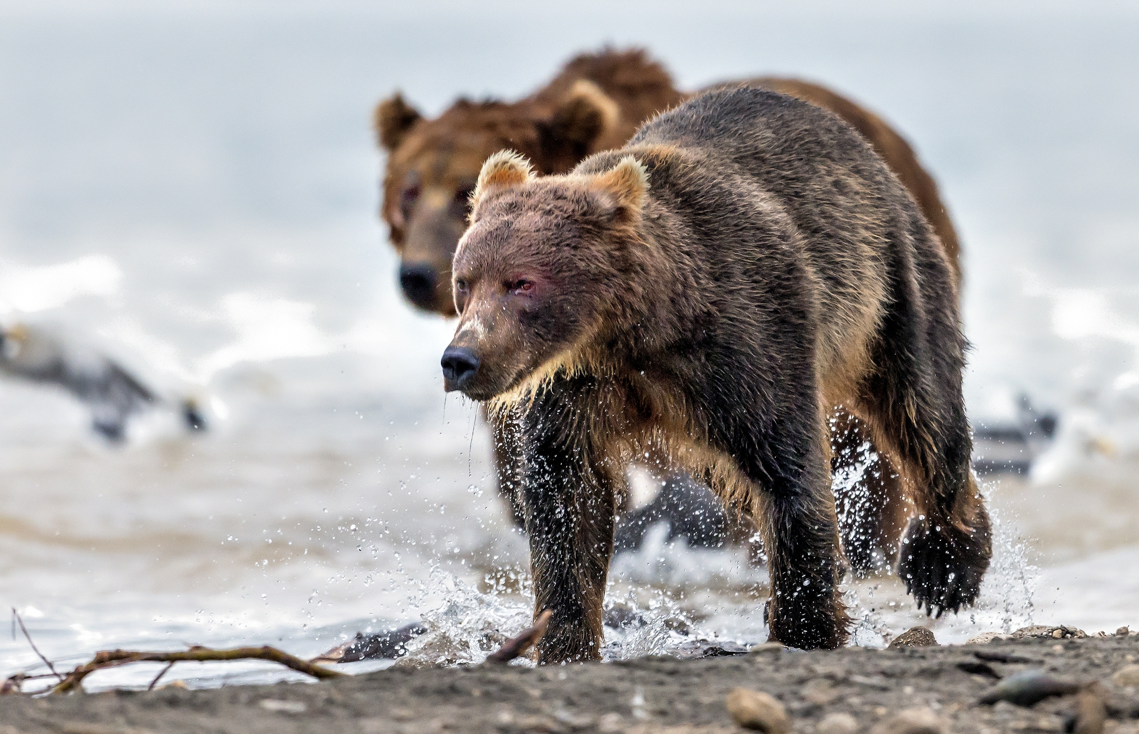 Kamchatka 2016 - Sul lago