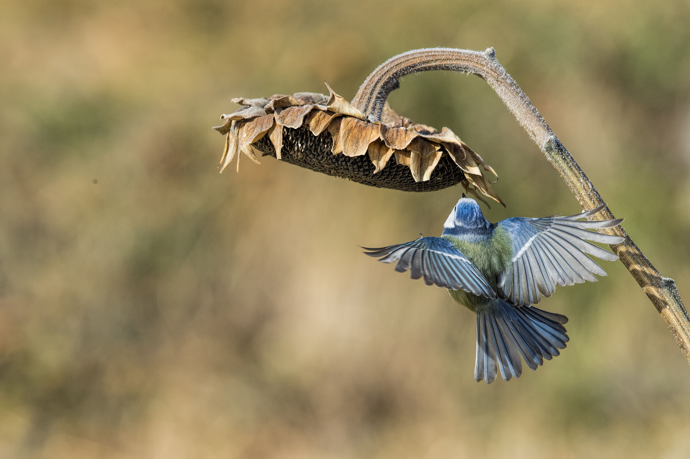 Intorno a un girasole-