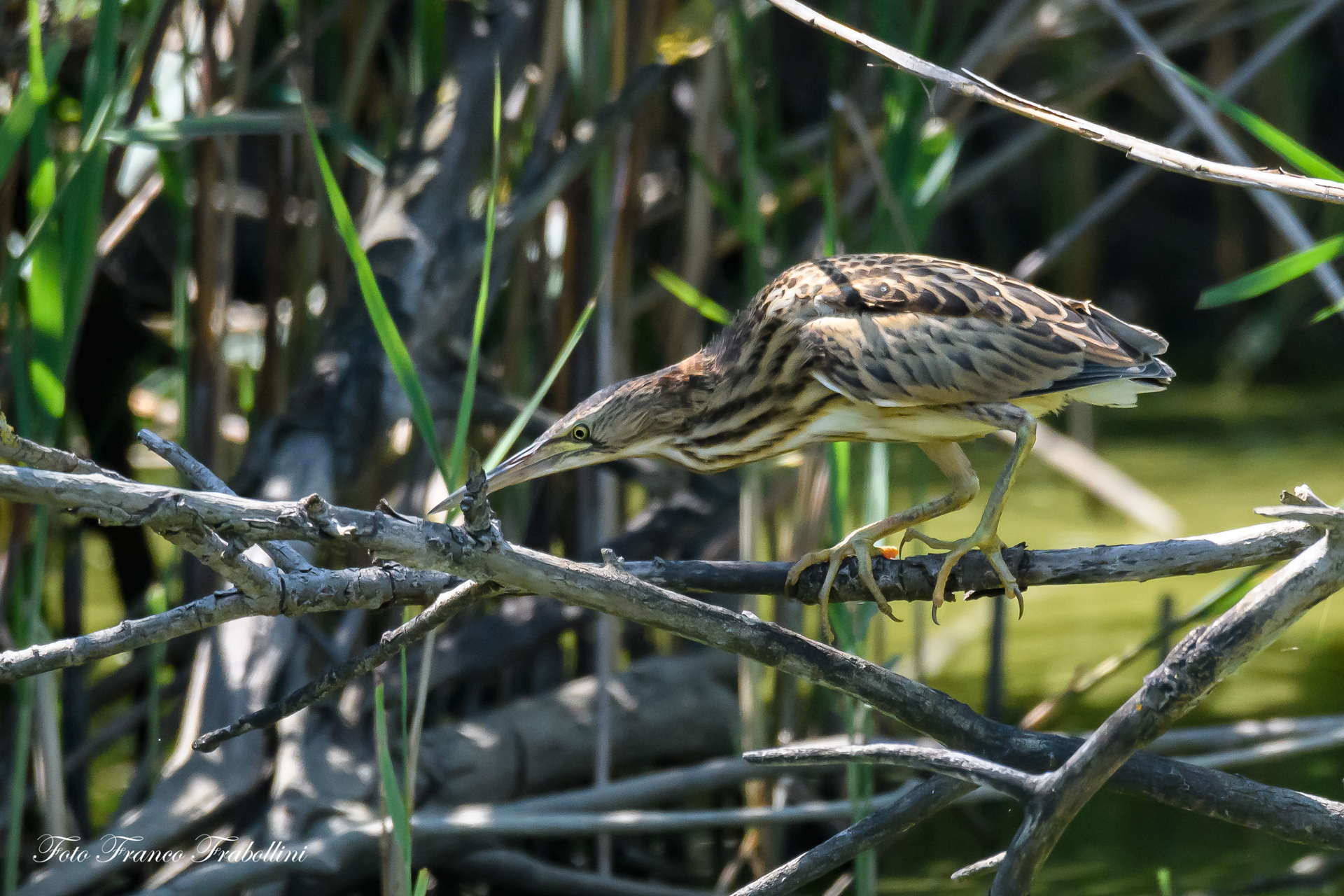 bittern