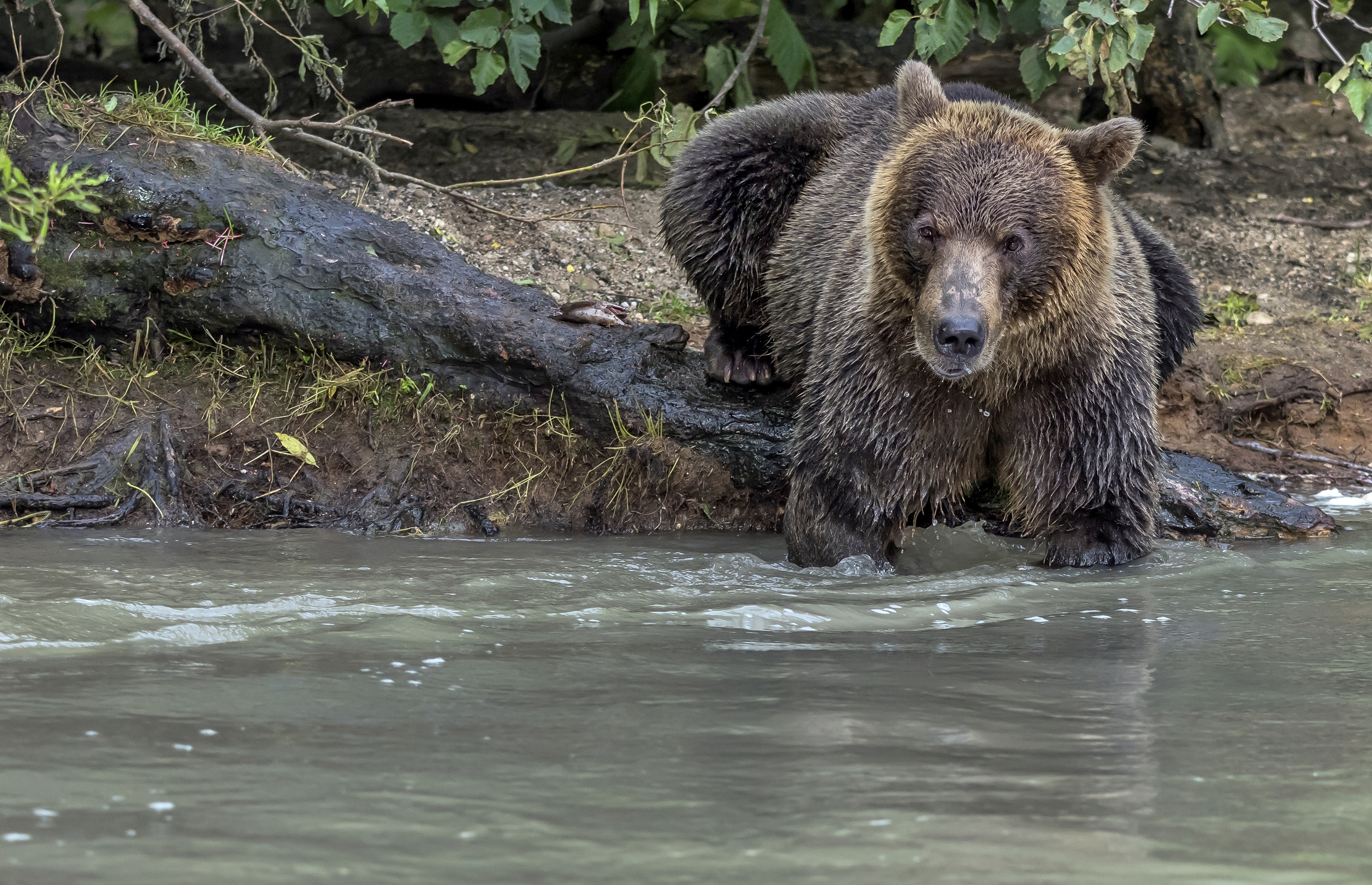 Kamchatka 2016 - Vieni da me....