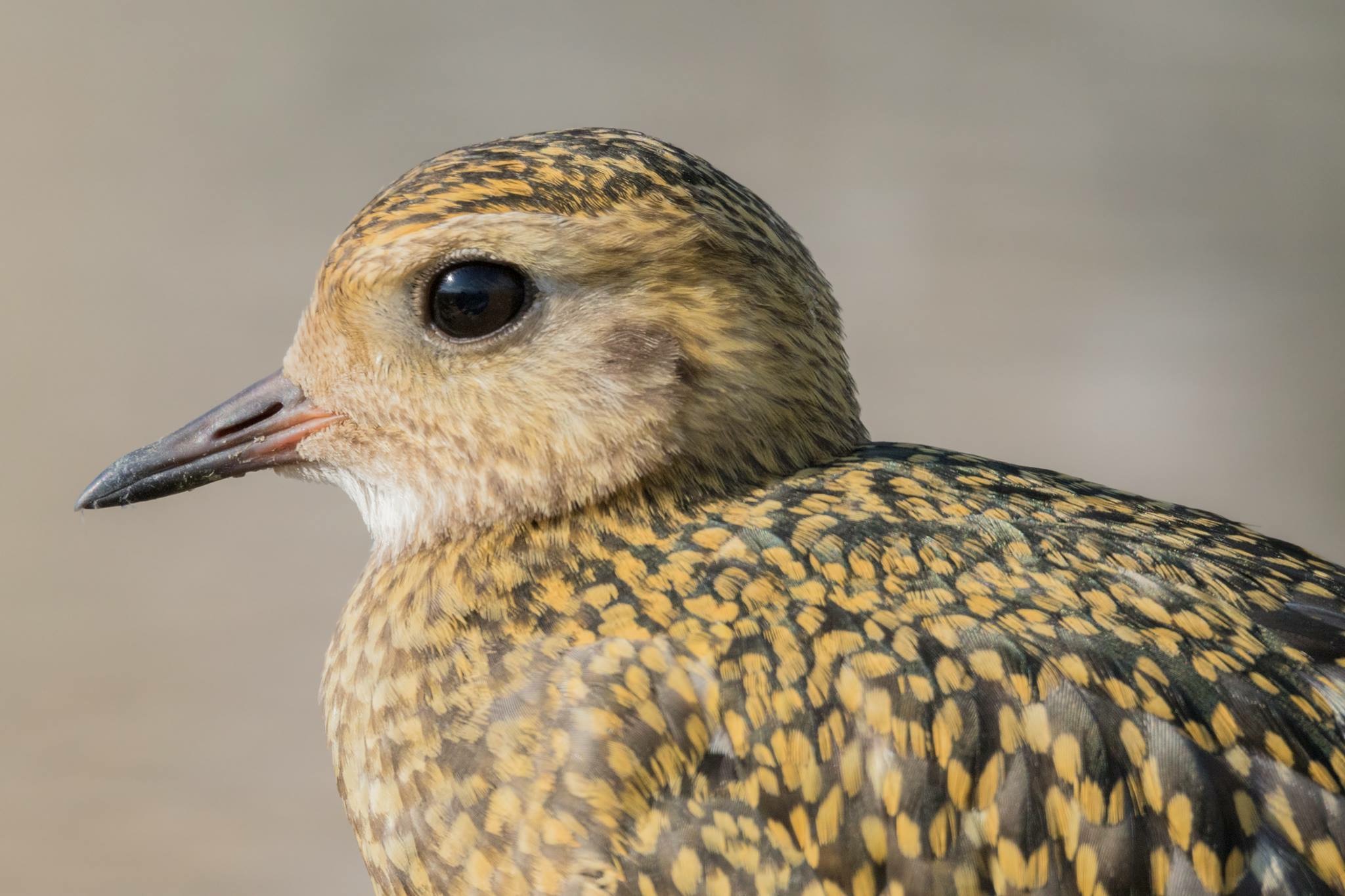 Portrait of golden plover