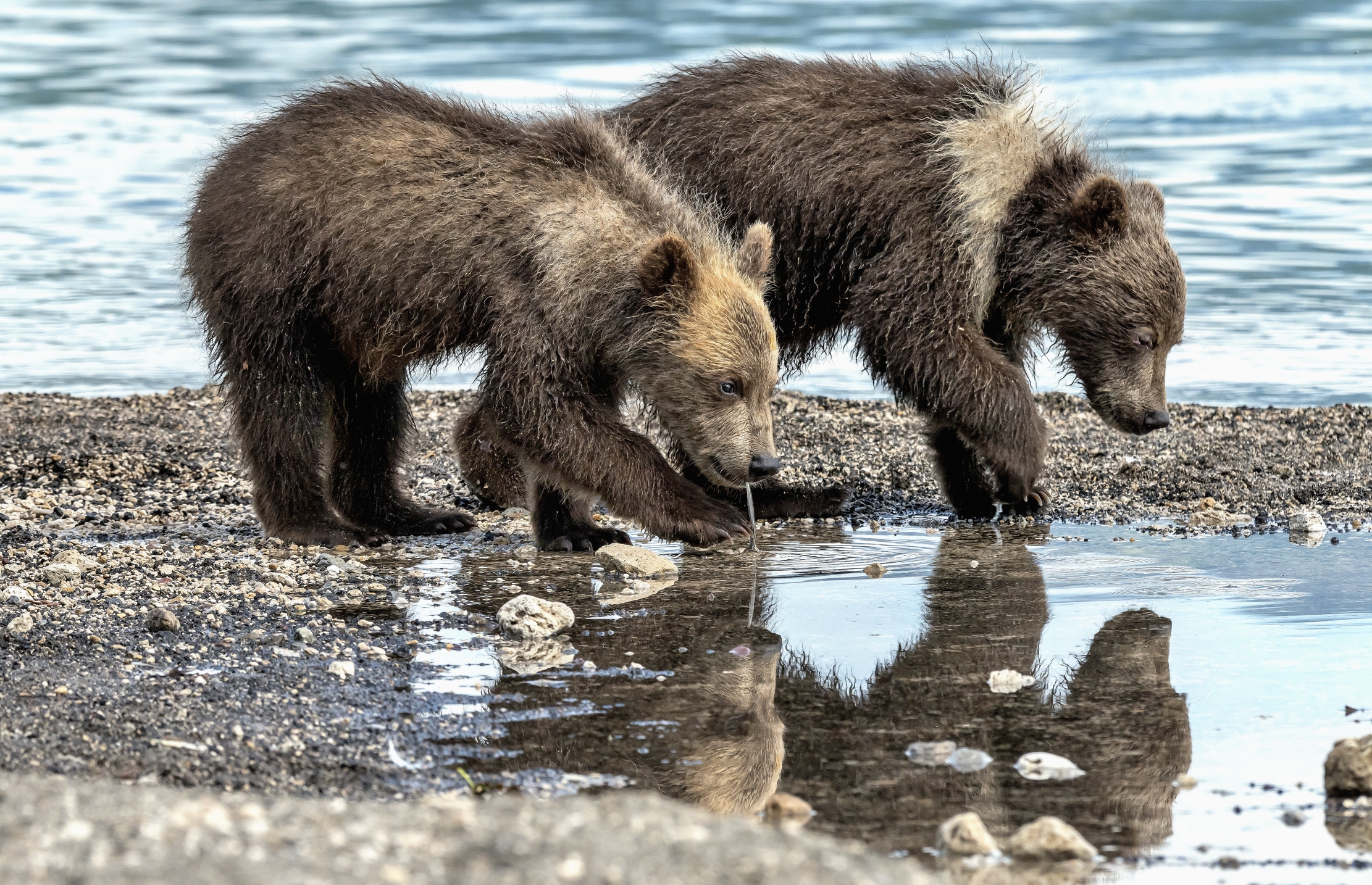Kamchatka 2016 - Cubs