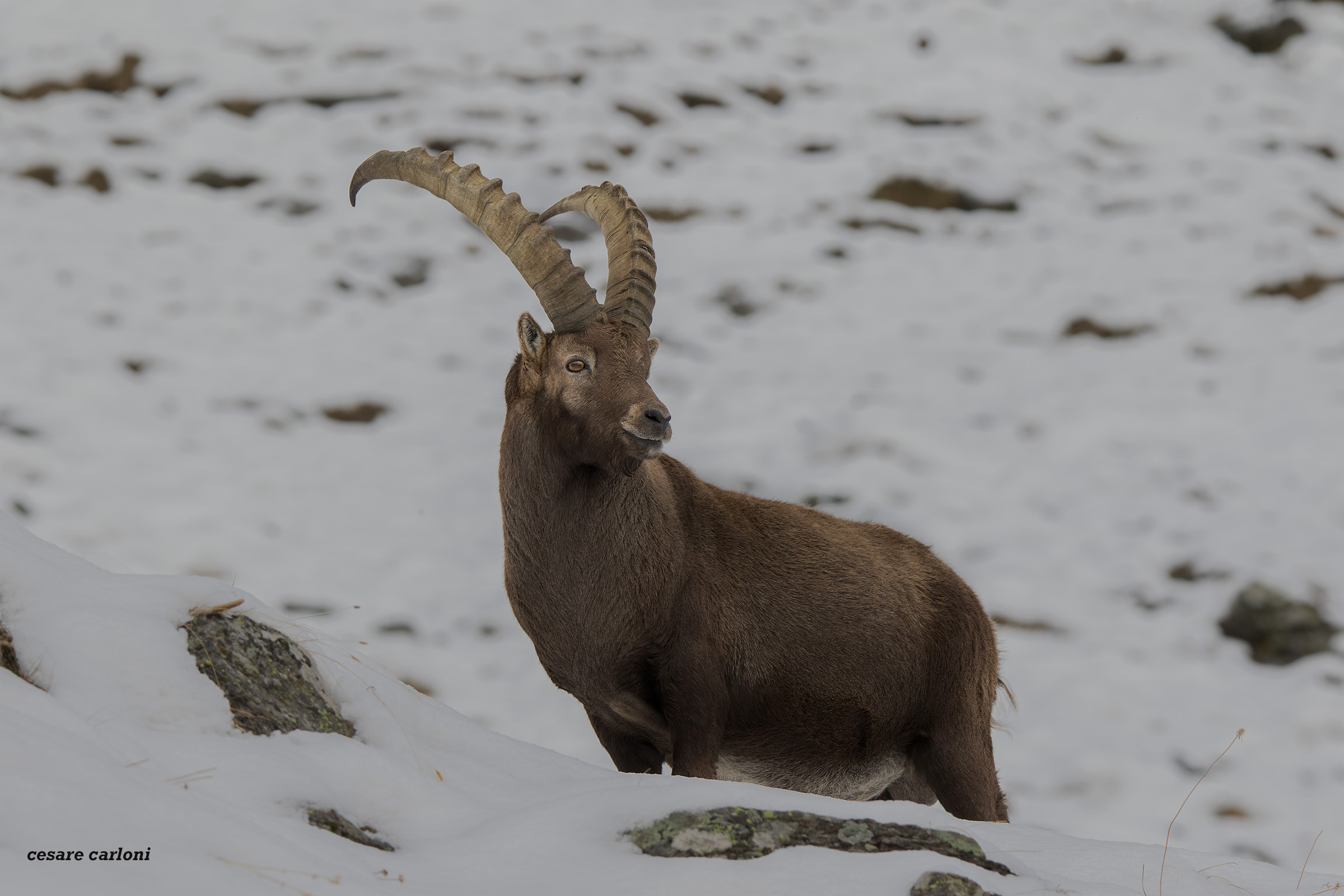 stambecco (capra ibex)
