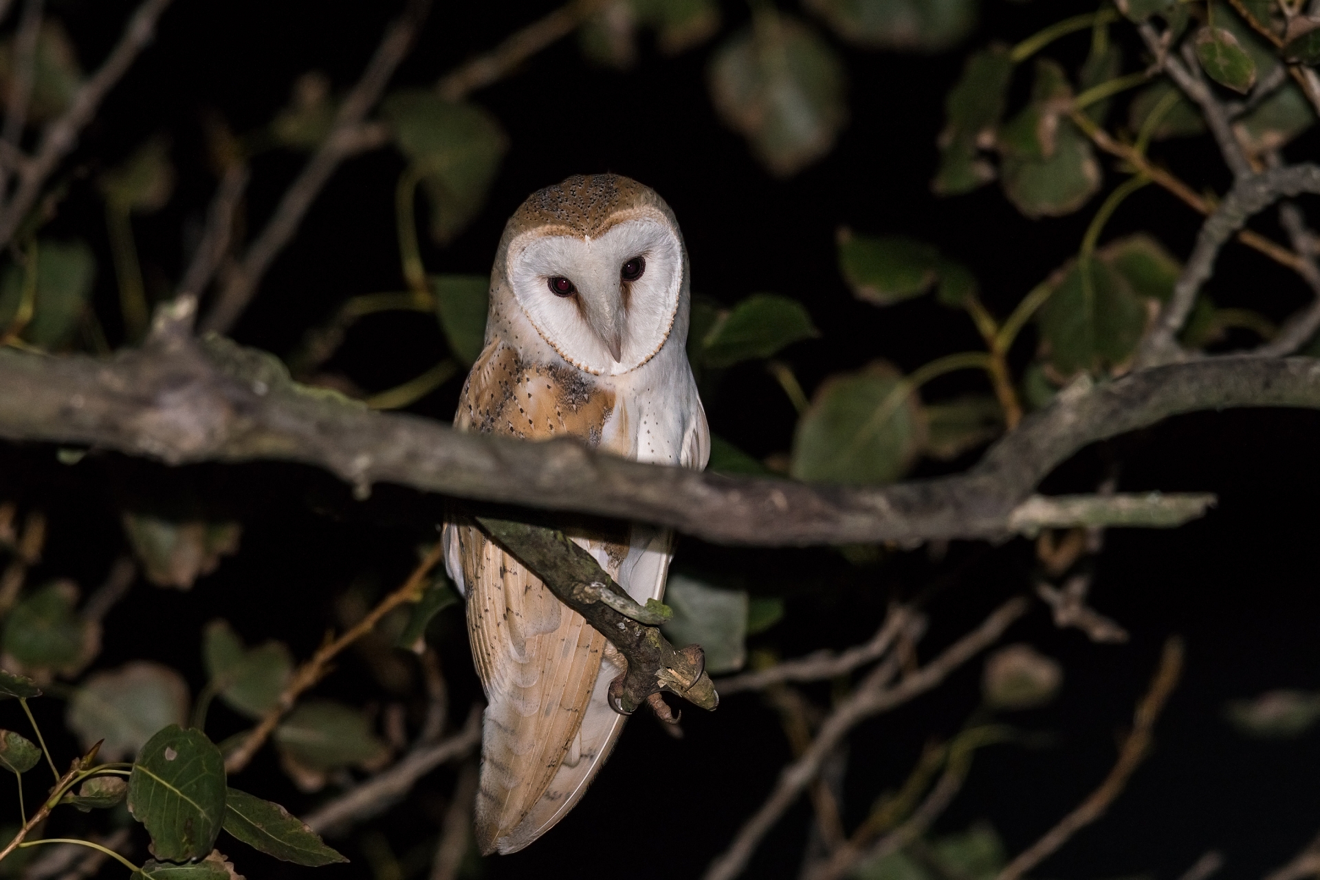 Tyto alba