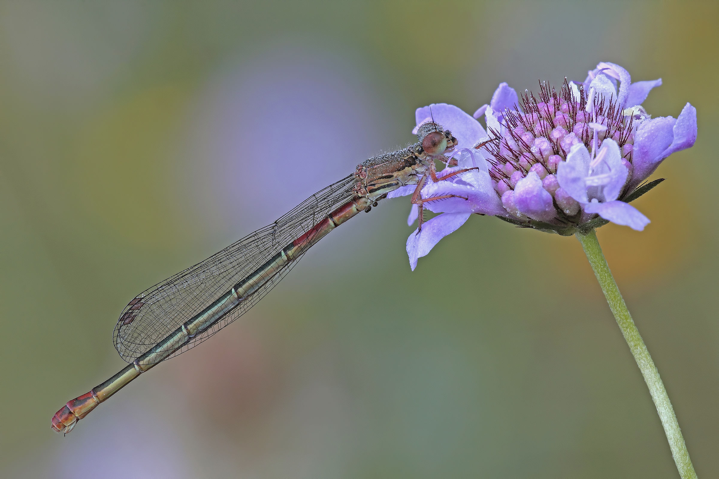 ... The dew makes me beautiful !!!
