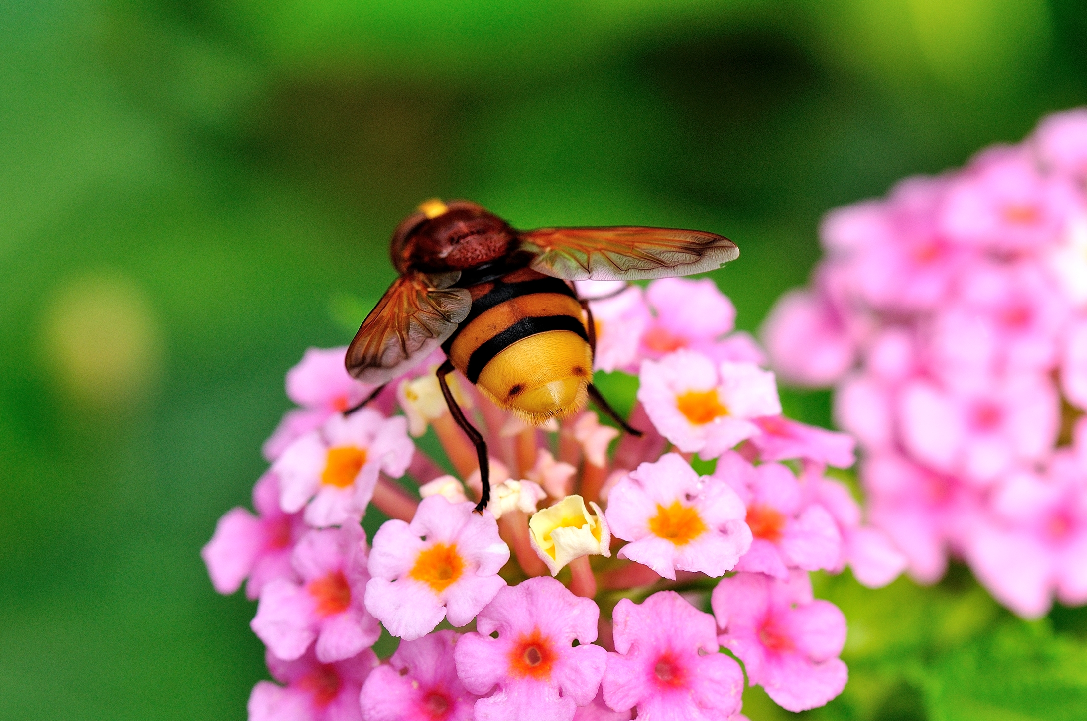 Beautiful ... even from behind!