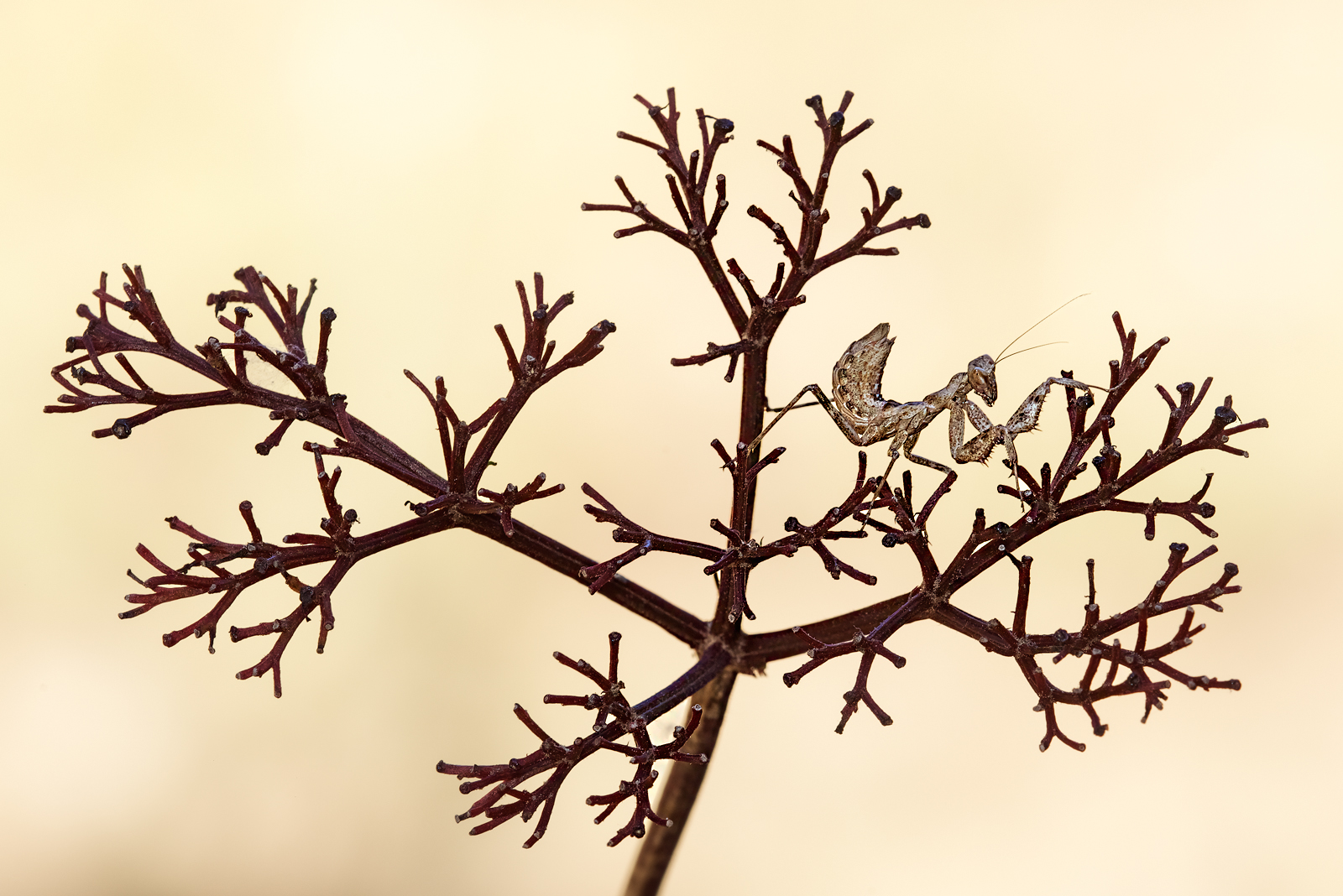 L'albero della mantide 2