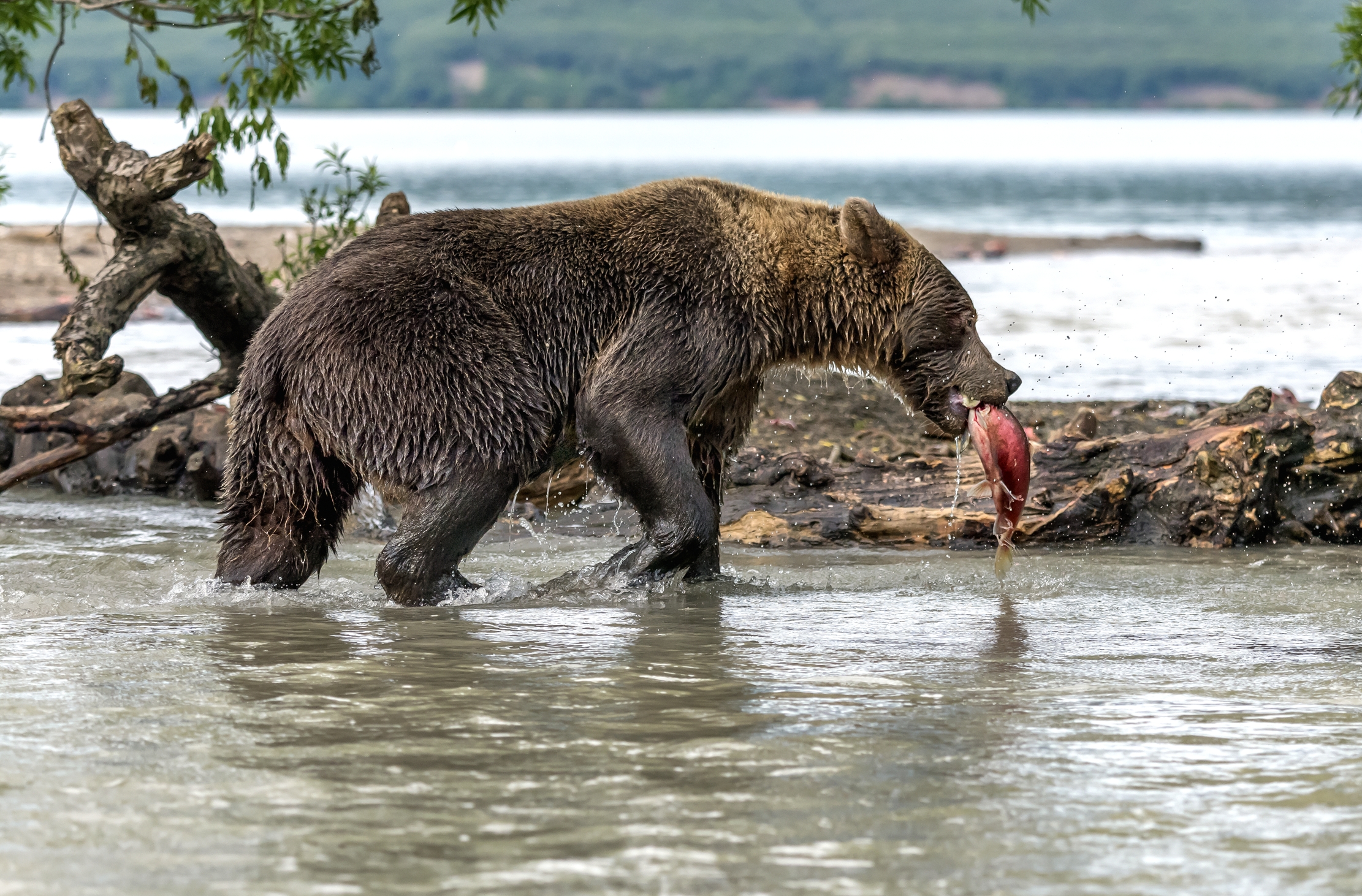 Kamchatka 2016 - Con il salmone