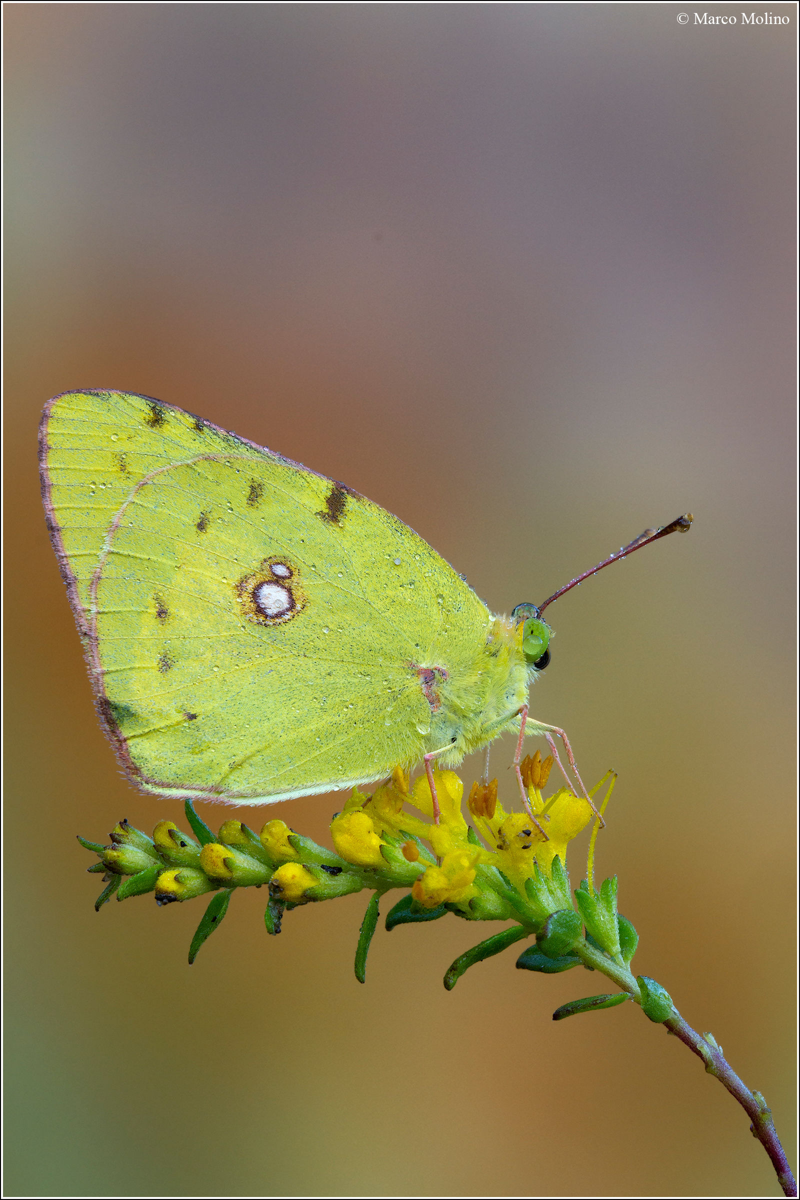 Colias crocea