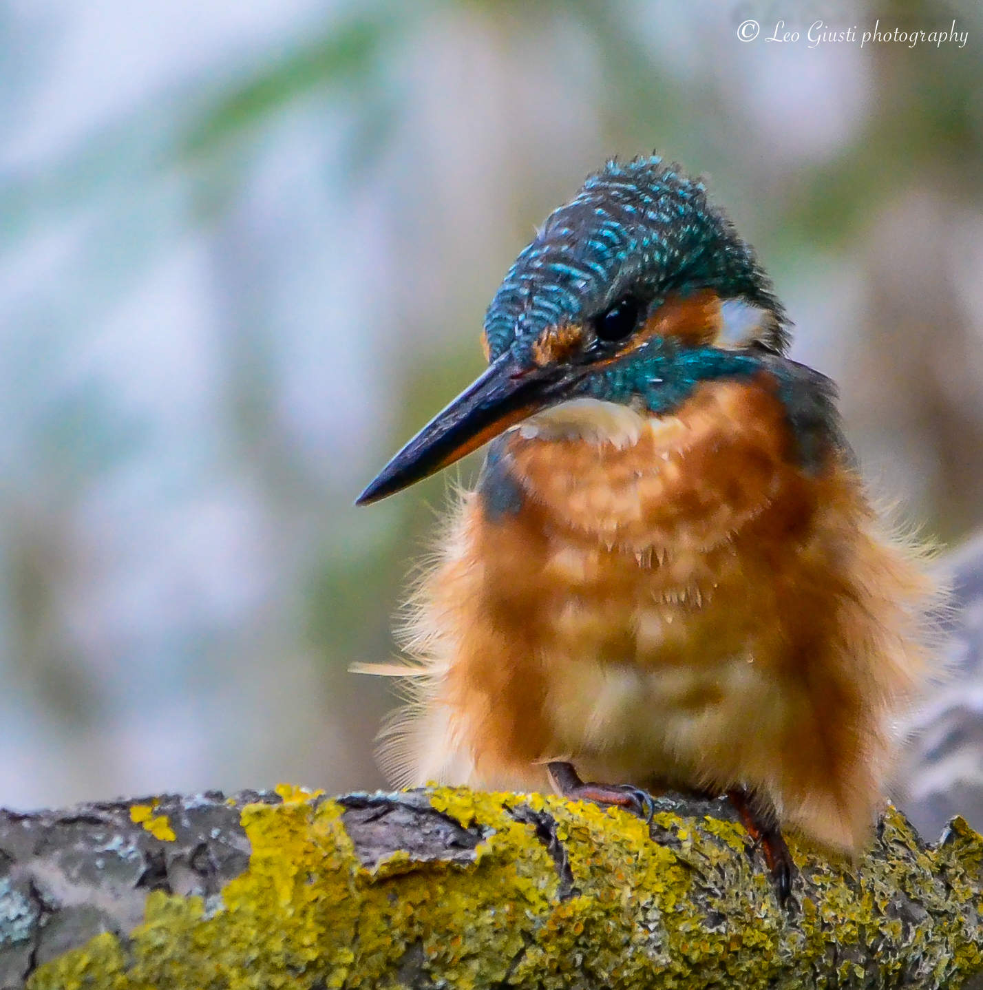 Martin Pescatore (F)