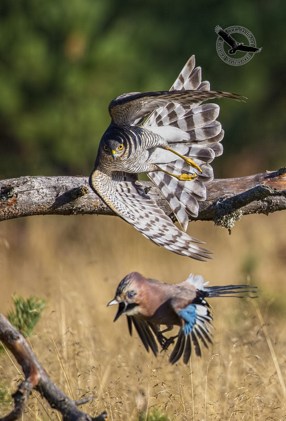 Eurasian Sparrowh (Accipiter nisus)