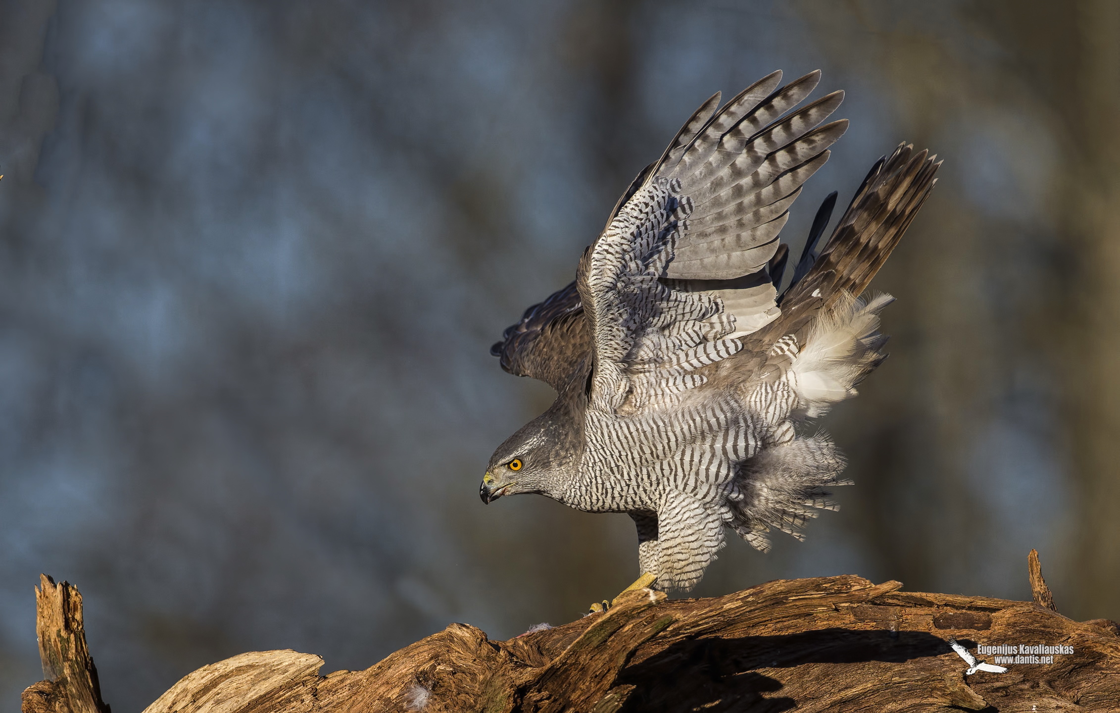 Goshawk (Accipiter gentilis)