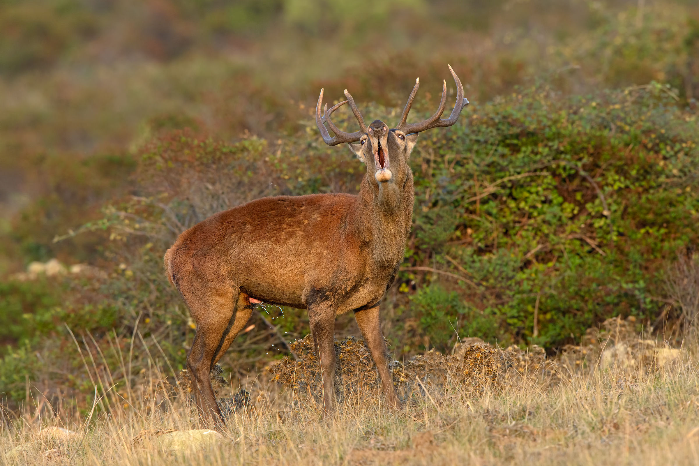 Sardinian deer in rut
