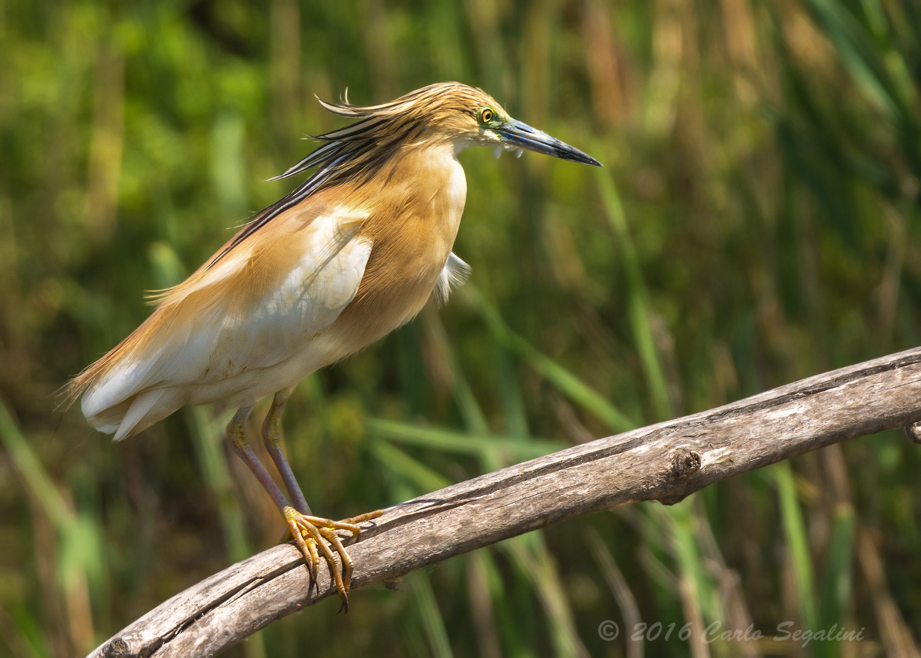 sgarza dal ciuffetto