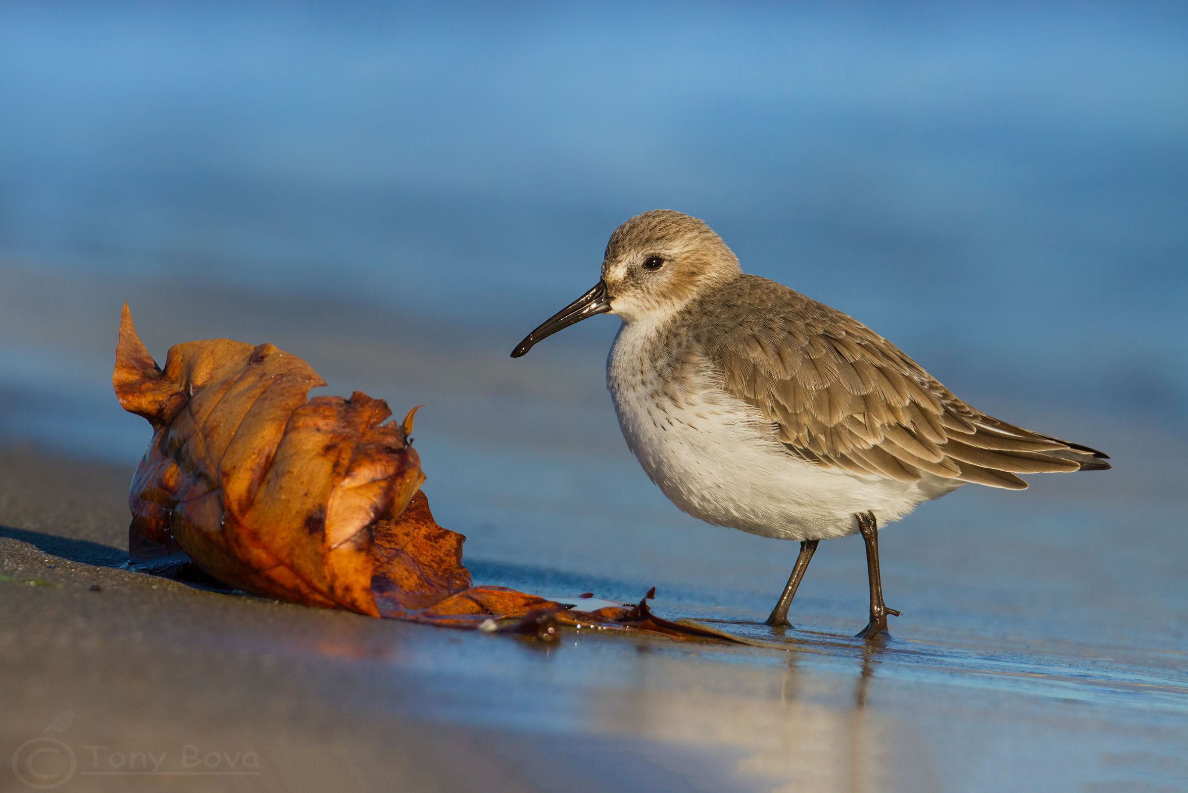 The autumn of Dunlin