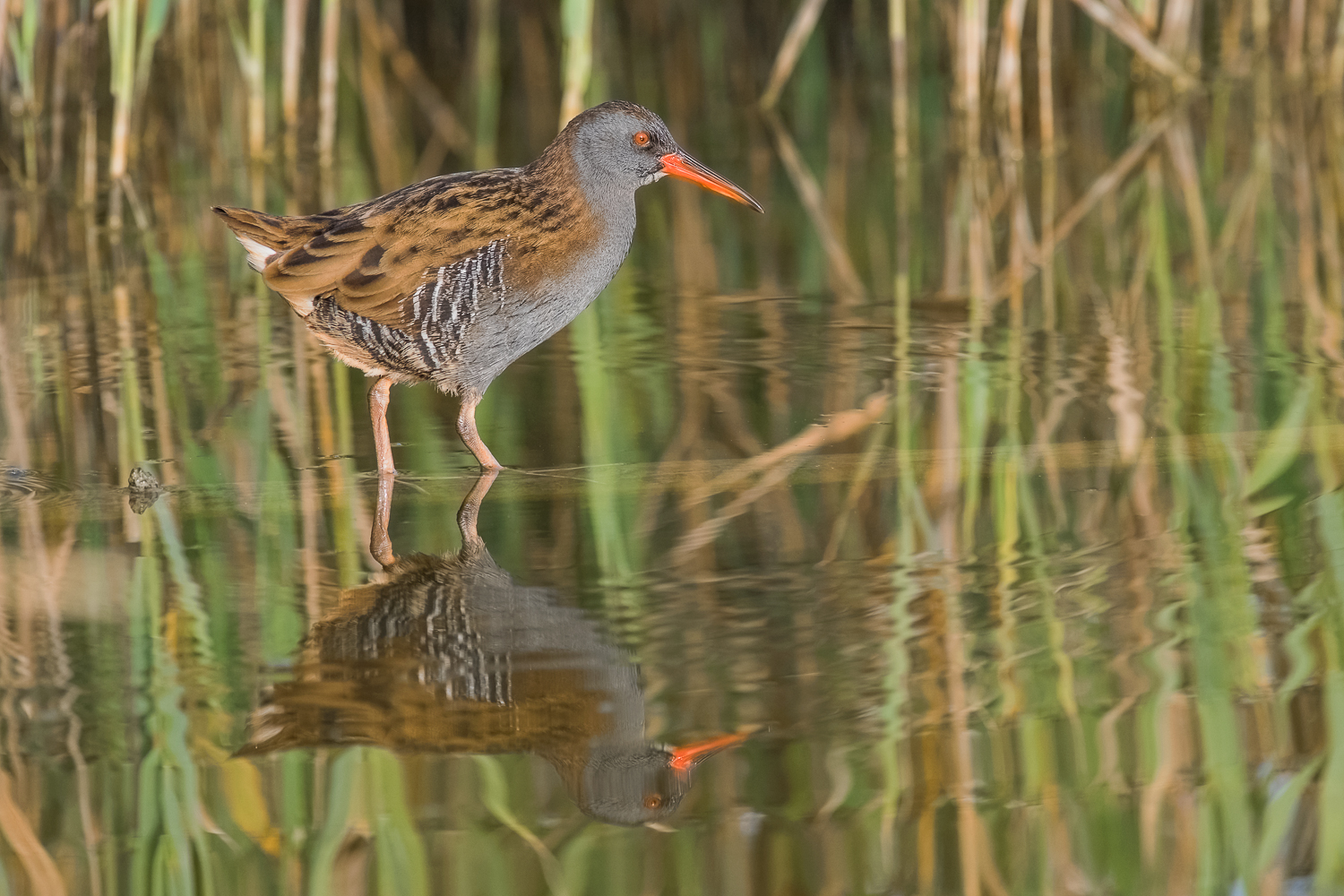 Water Rail