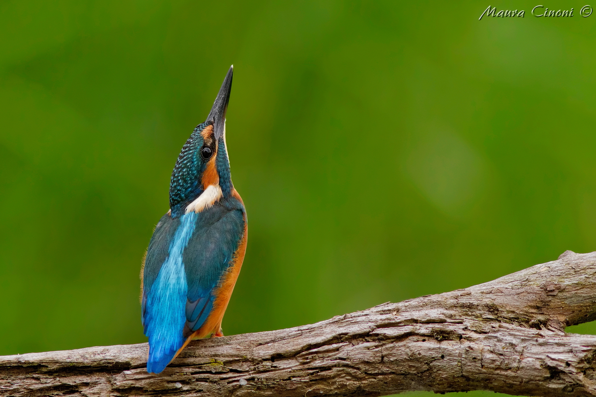 Kingfisher