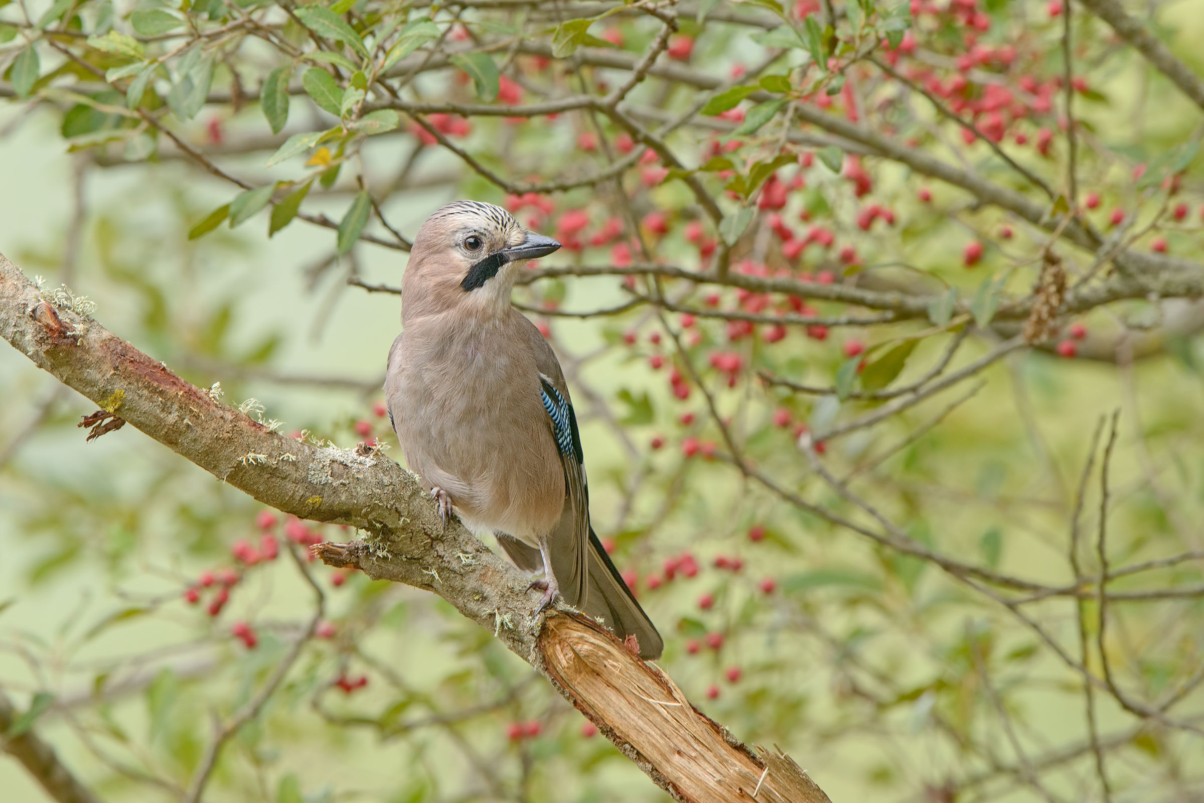 ghiandaia su scorteccio di cervo