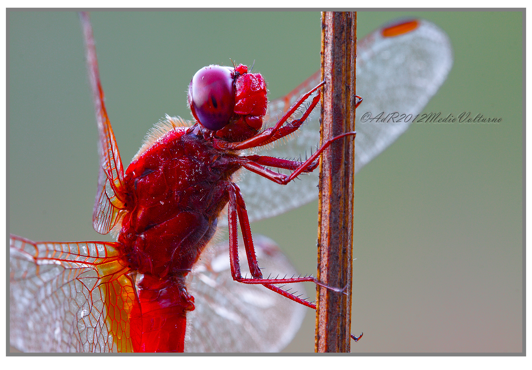 Sympetrum Sanguineum