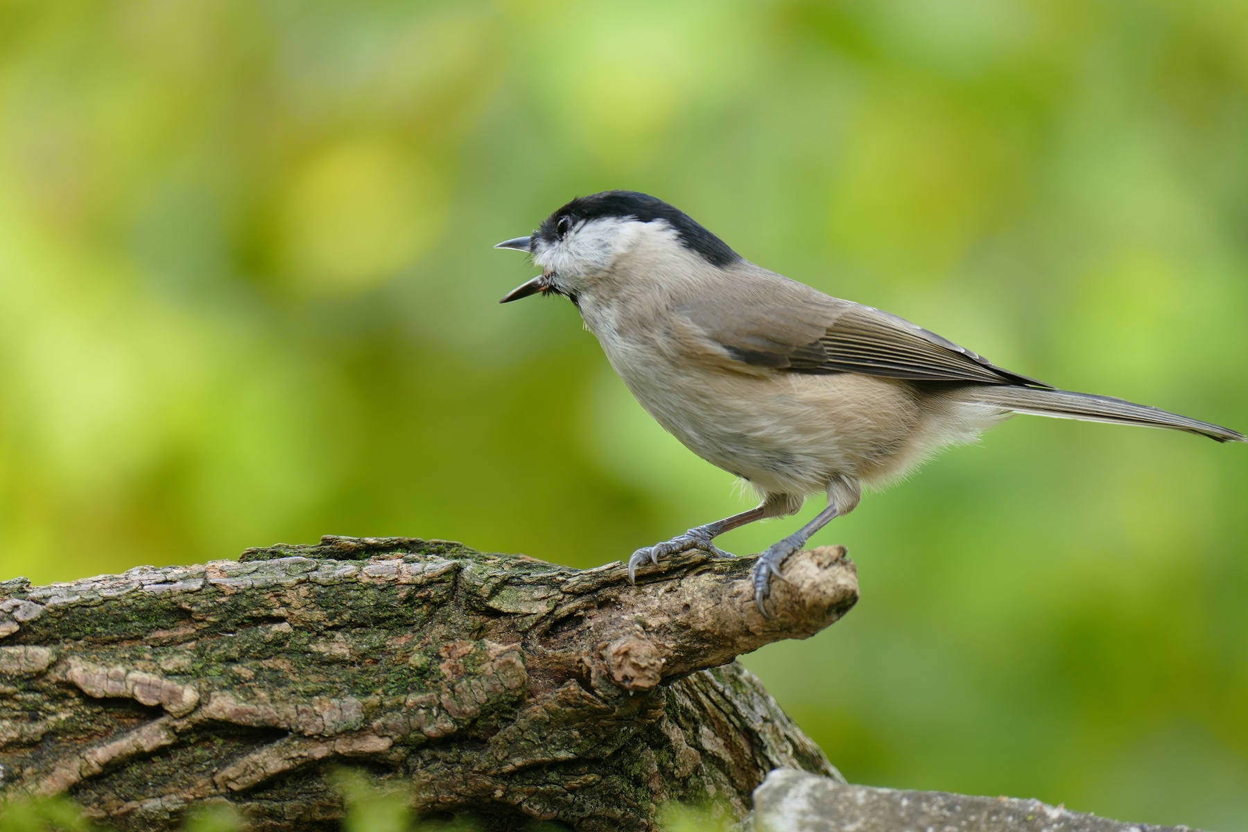 cincia bigia incazzata