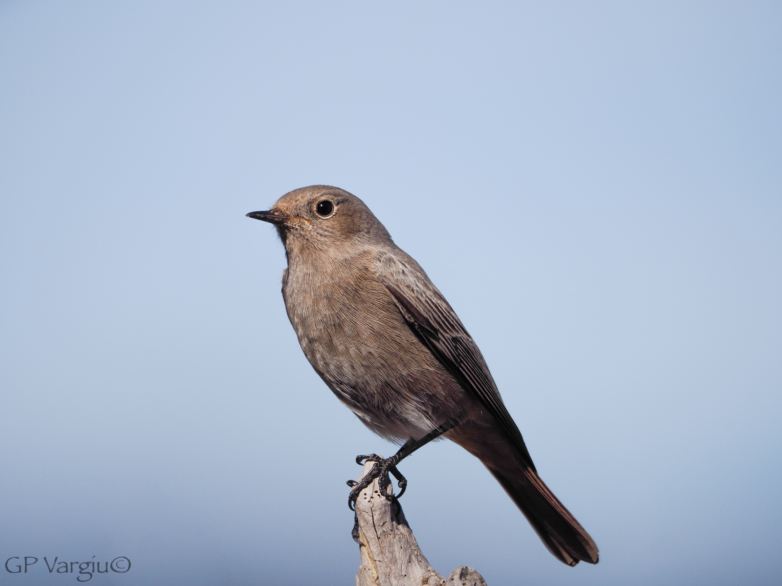 Codirosso spazzacamino