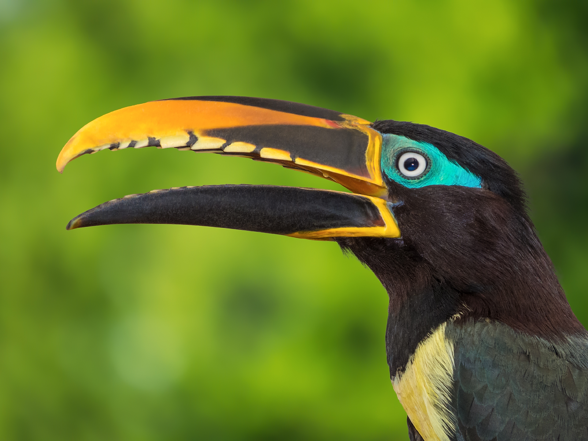 Chestnut-eared aracari