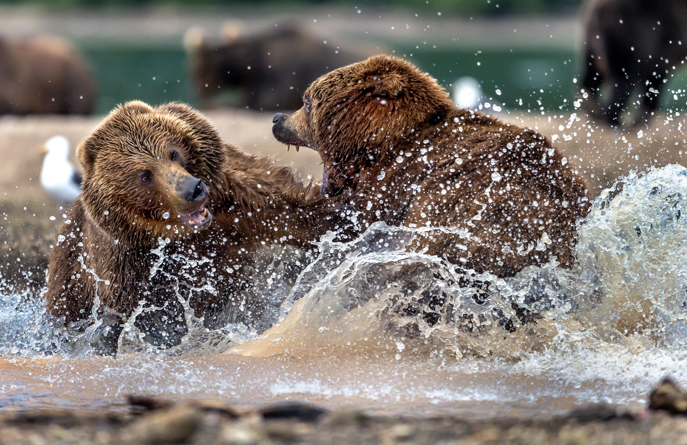 Kamchatka 2016 - Match