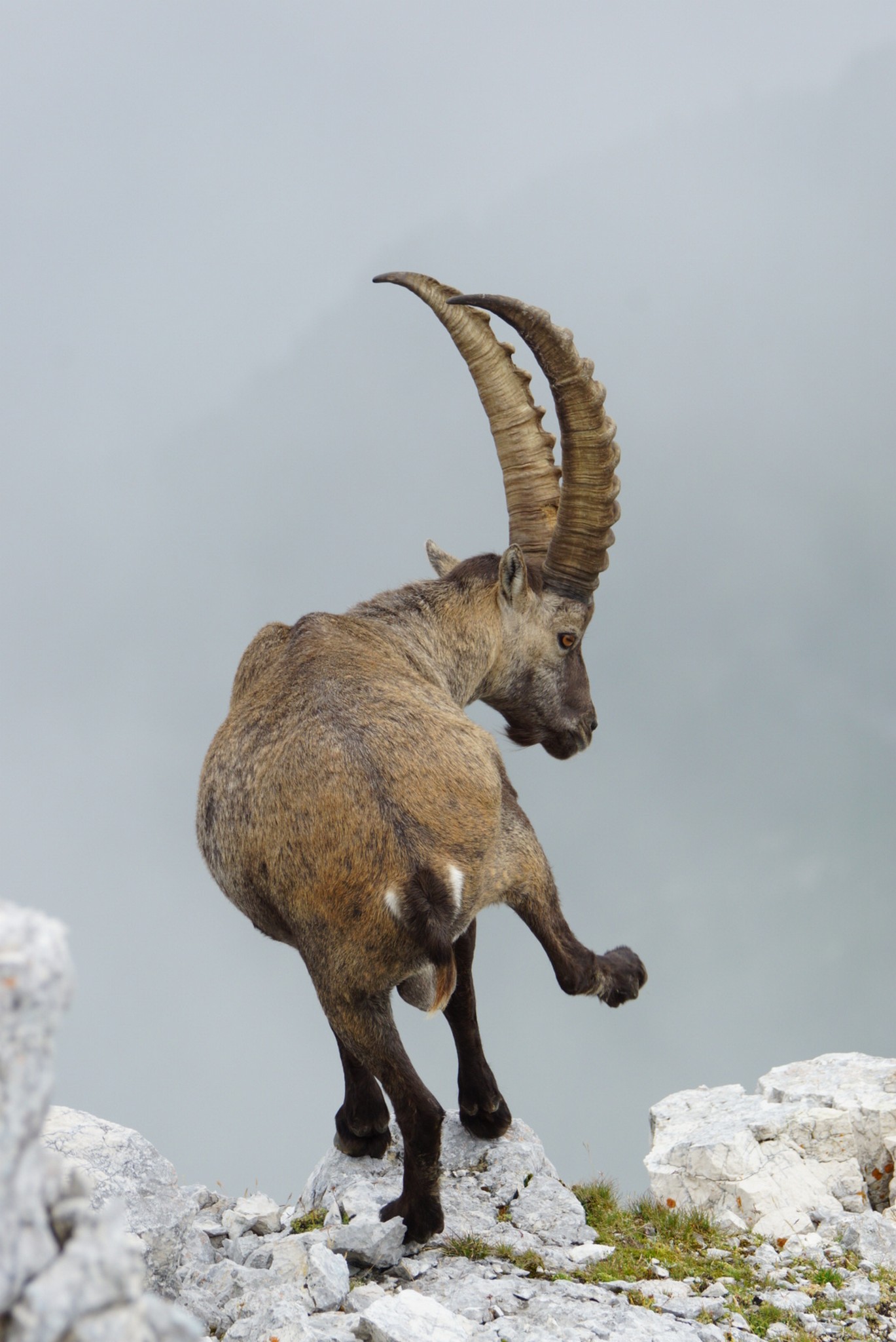 ibex tightrope