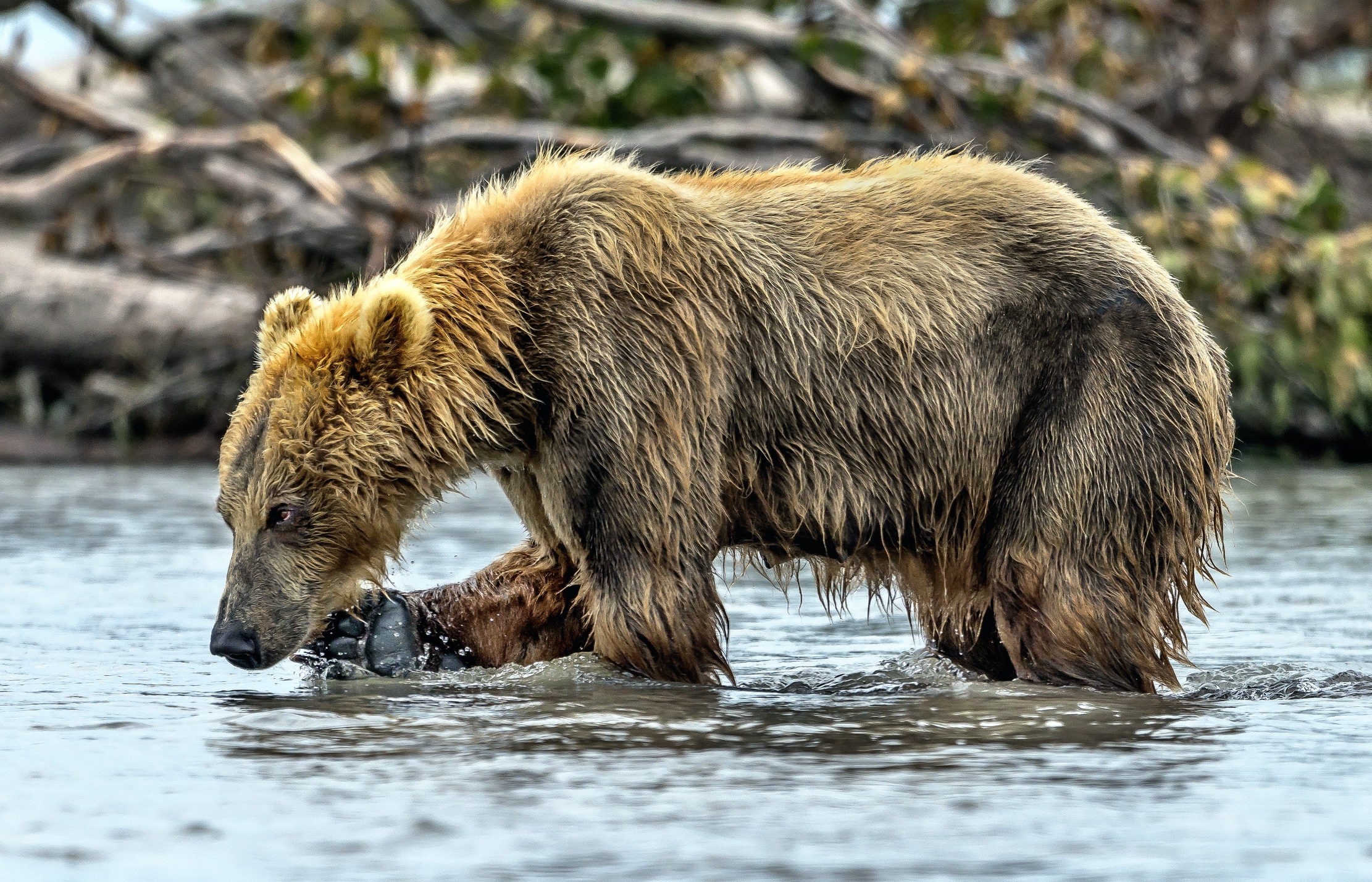 Kamchatka 2016 - Dubbi