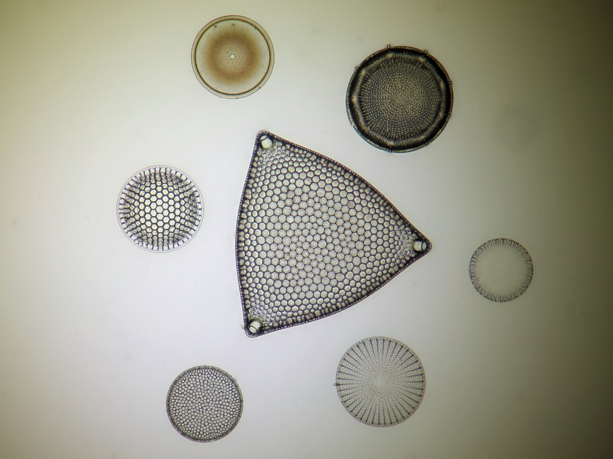 Diatom fossils Oamaru