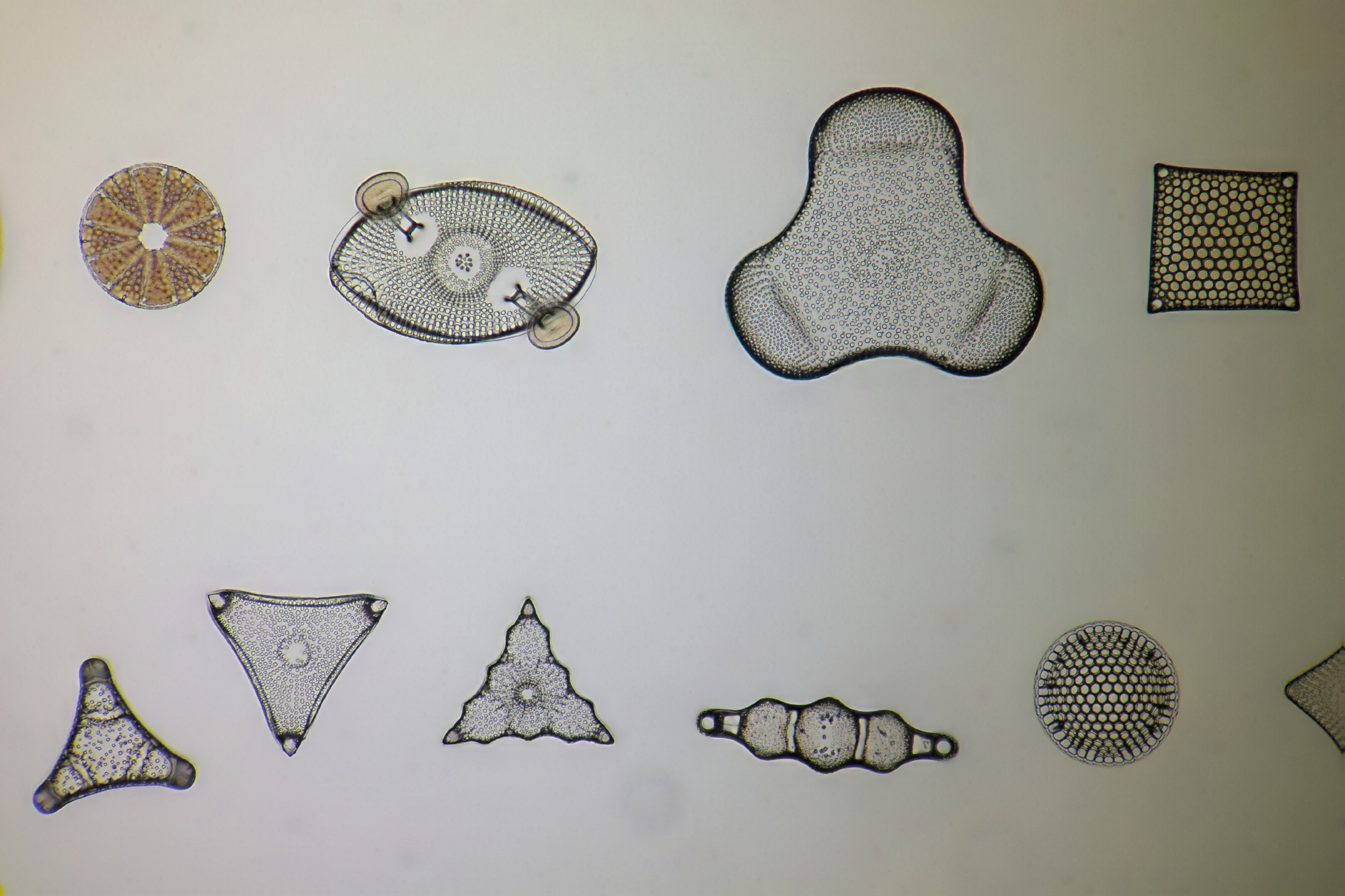 Diatom fossils Oamaru
