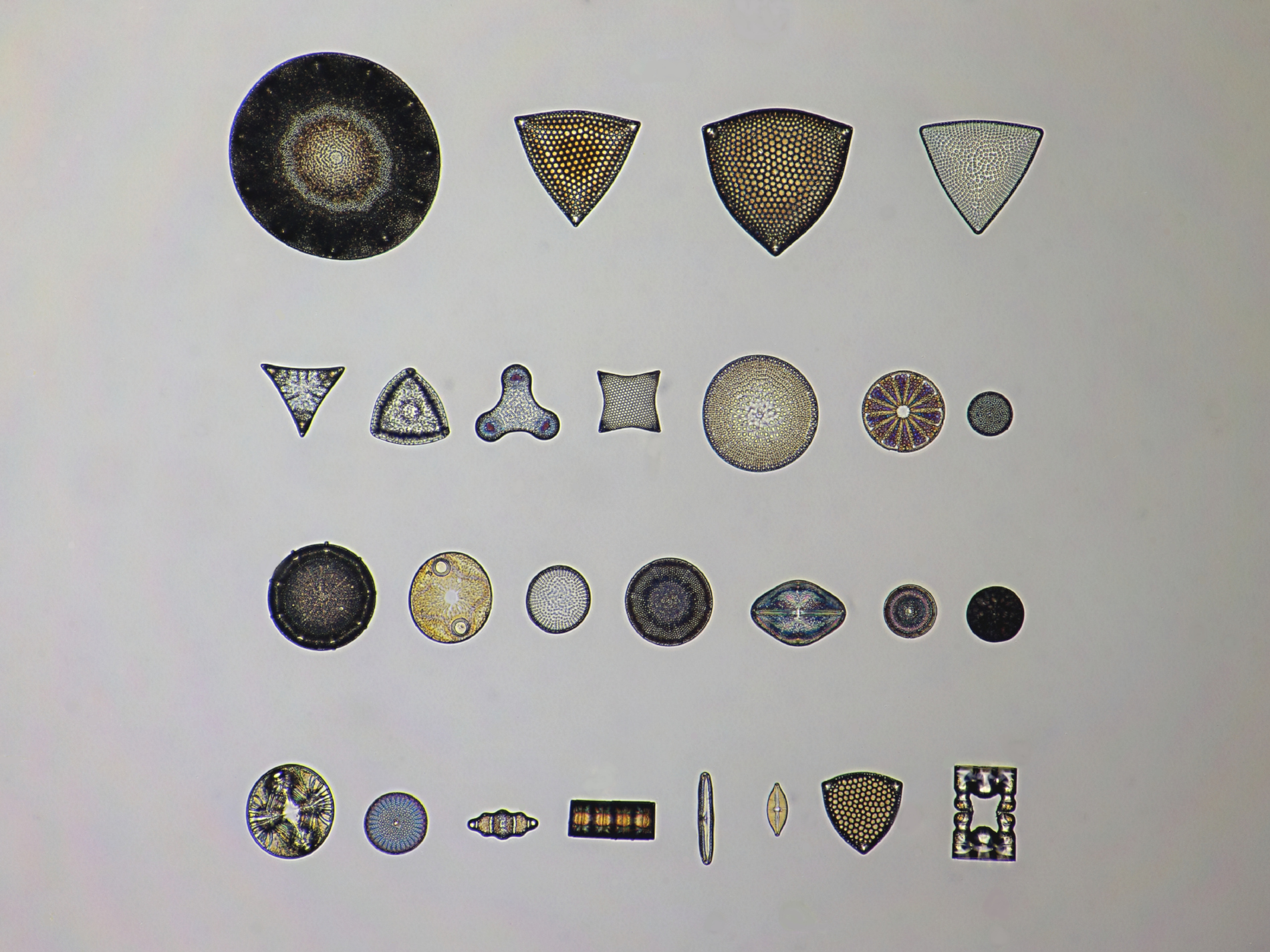 mixed diatoms