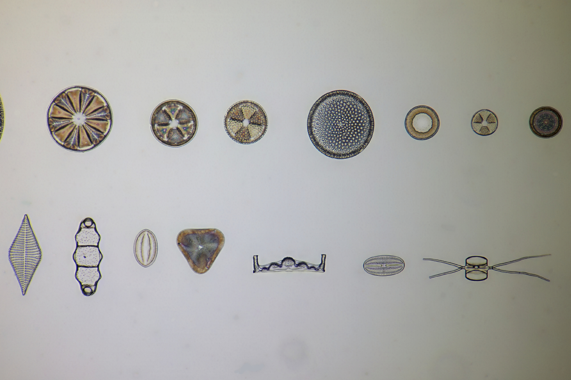 Diatom fossils Saint Laurent