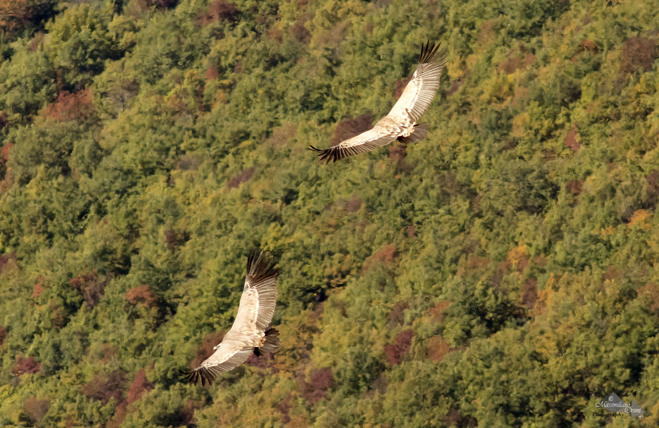 In volo sopra i colori d'autunno