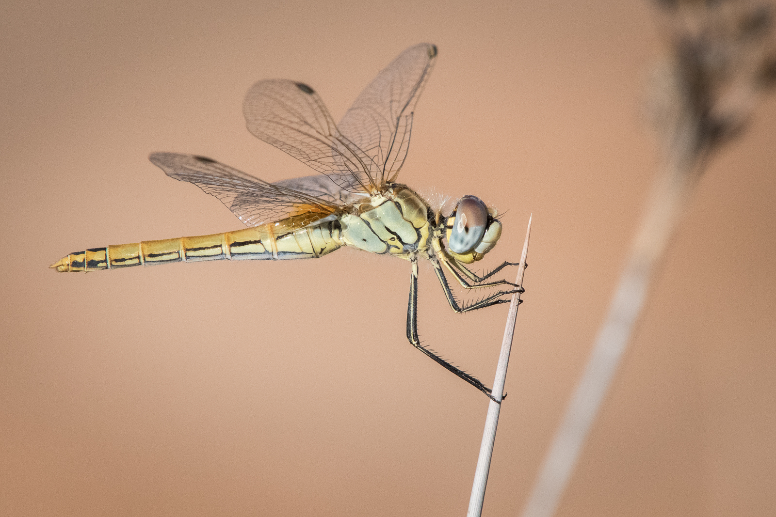 Sympetrum fonscolombii