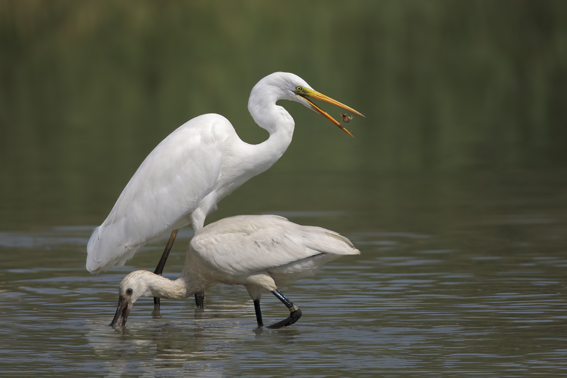 White Heron Maggiore and Spatula