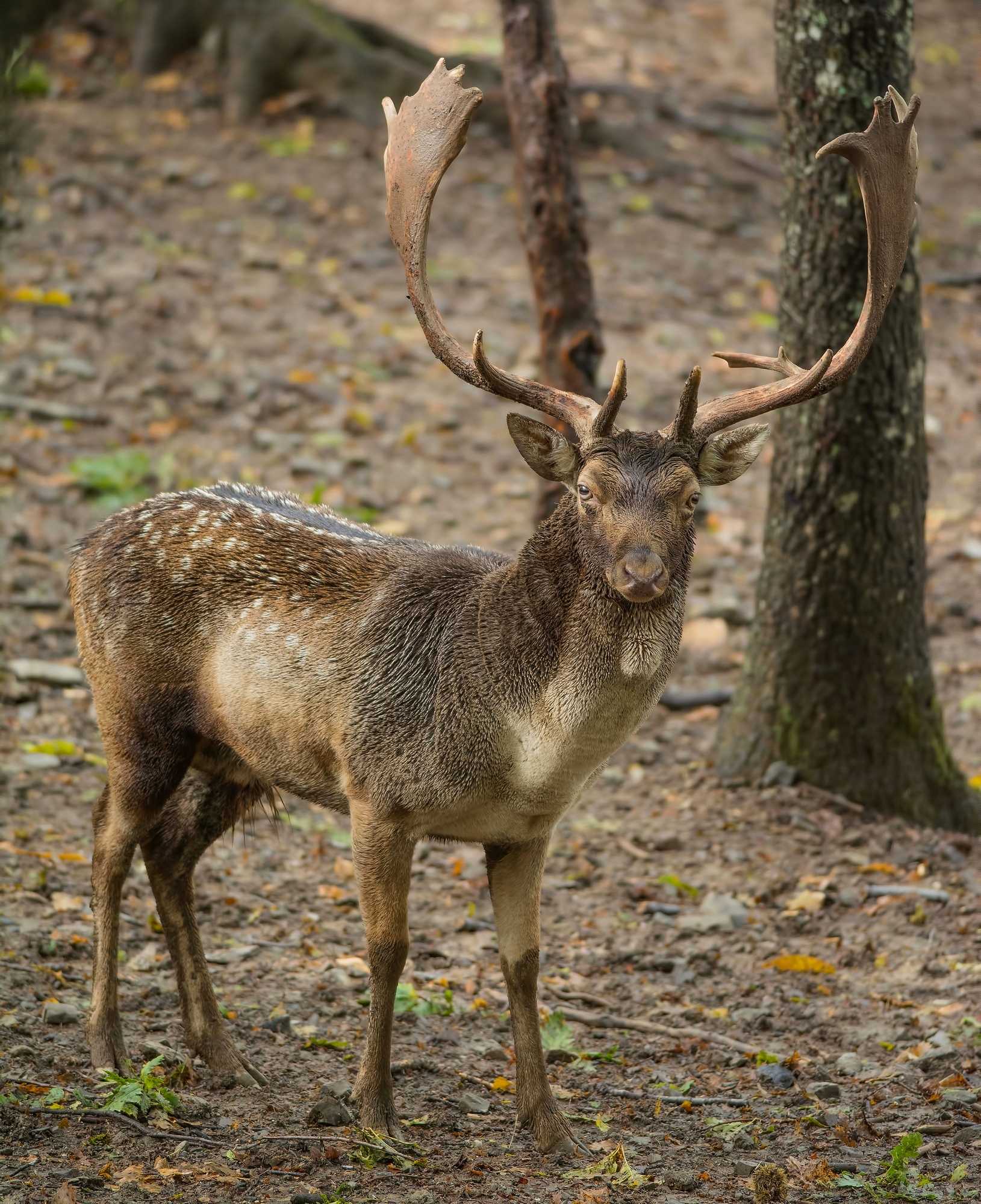 fallow deer