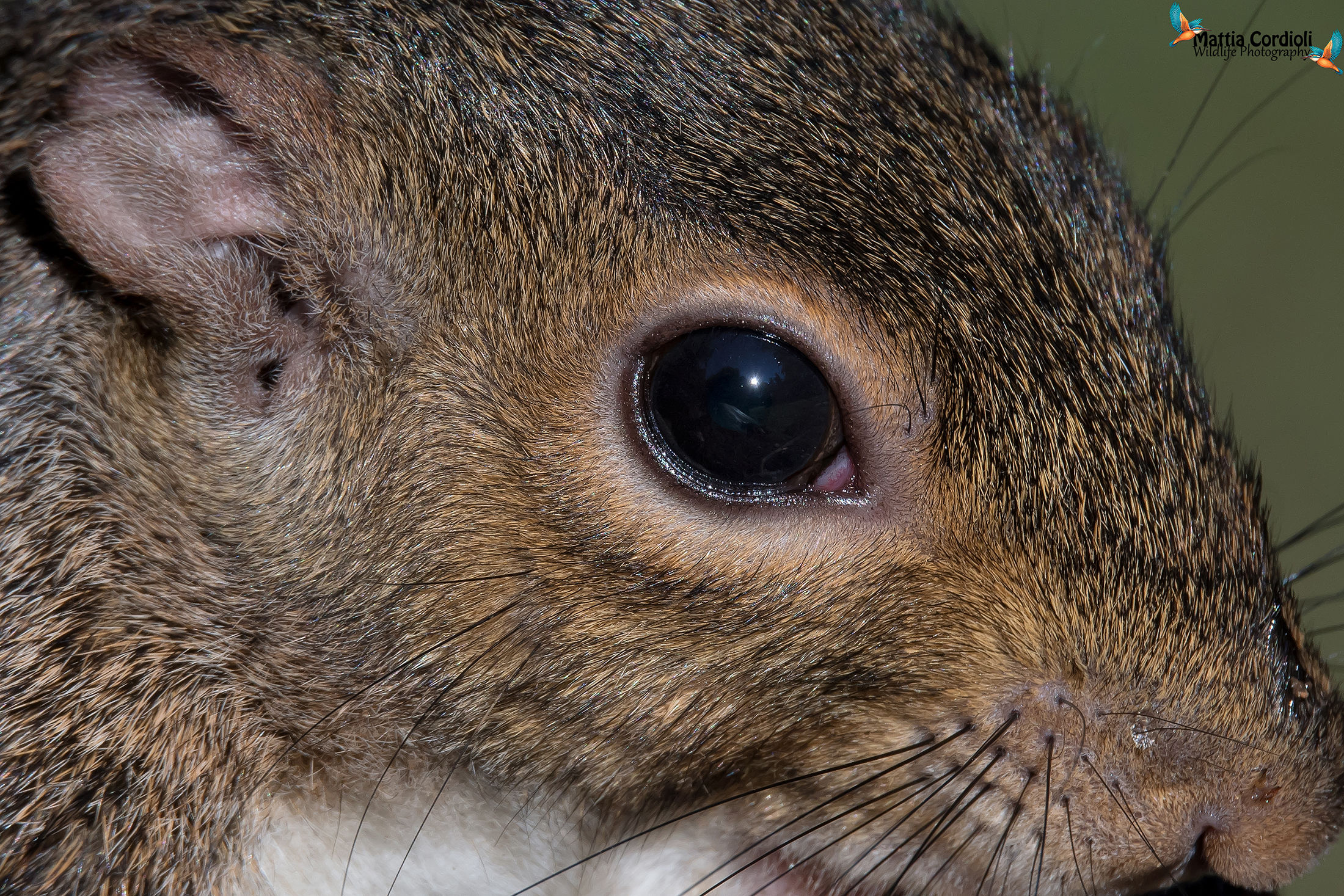 negli occhi dello scoiattolo