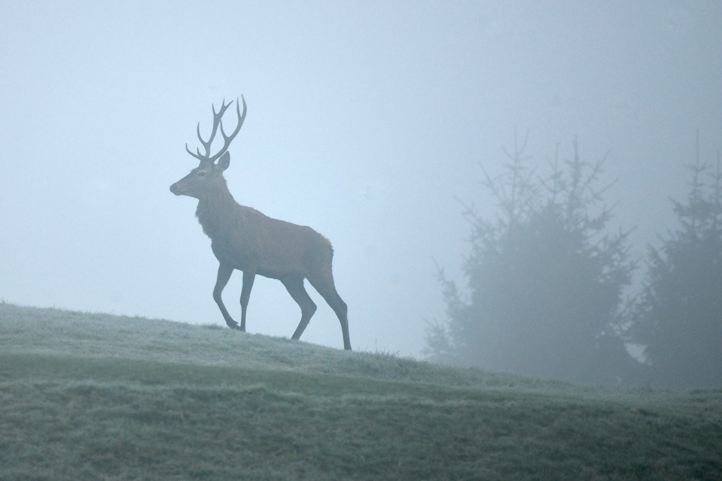 More and fog ... :-(