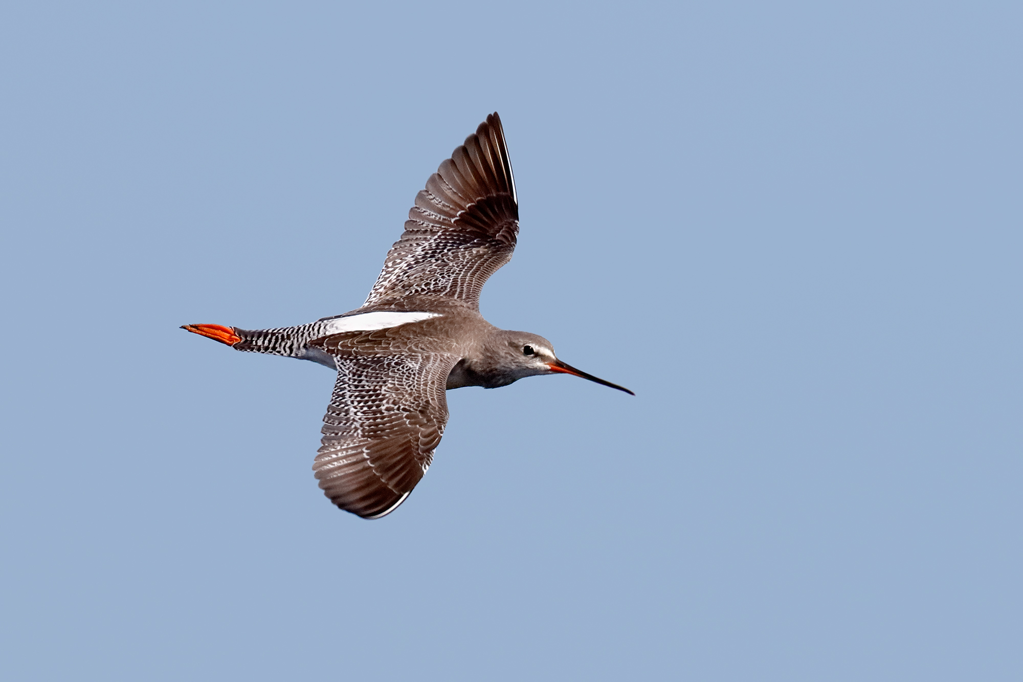 Spotted Redshank