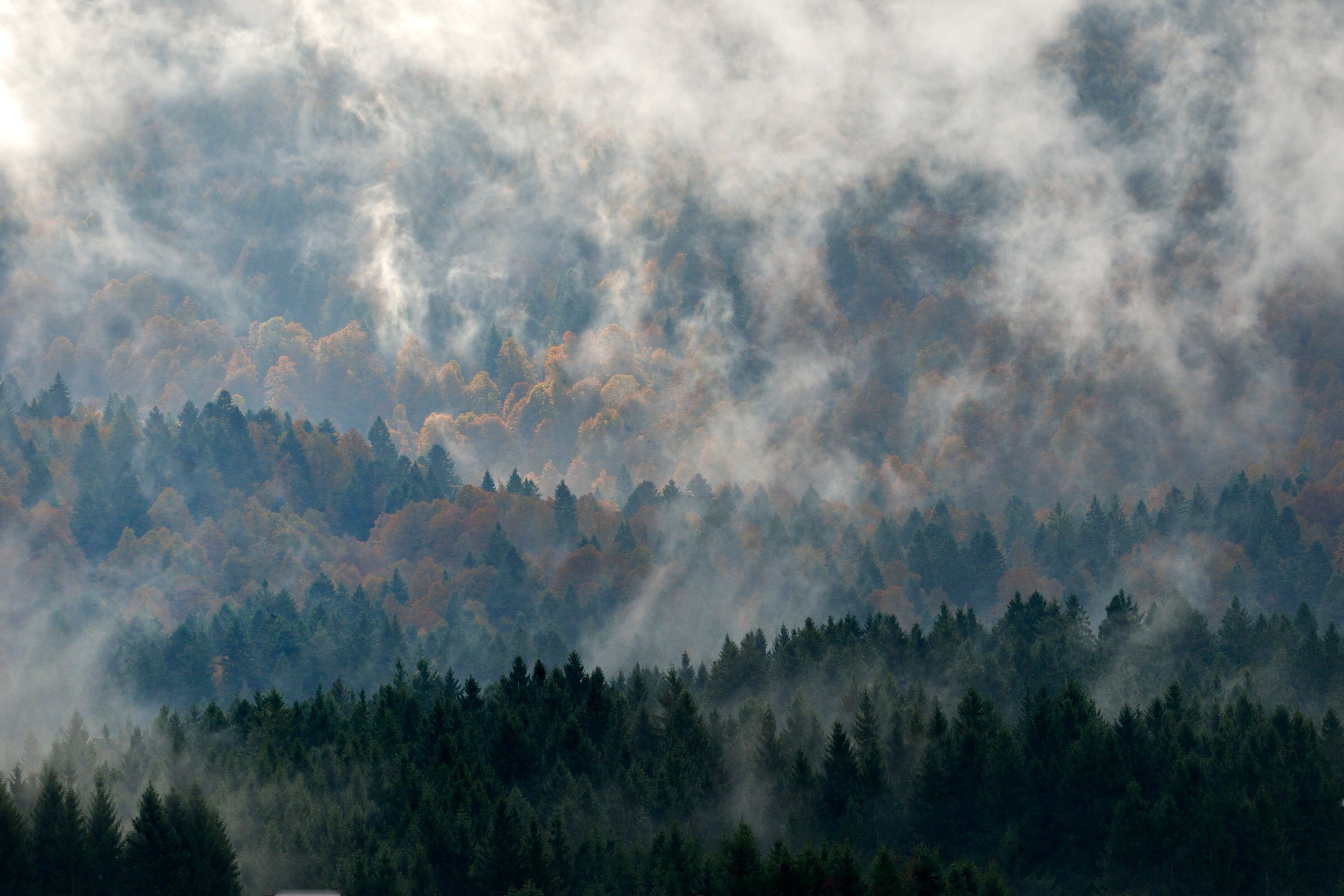 Fall Foliage in the mist ..