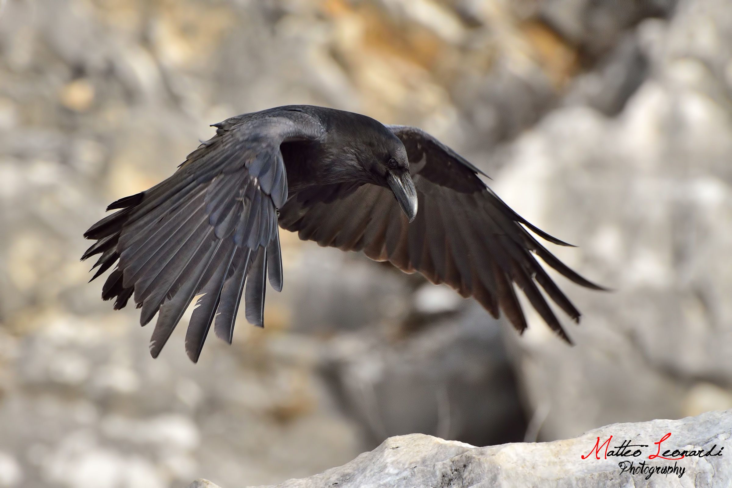 Corvo Imperiale - Alpi Apuane