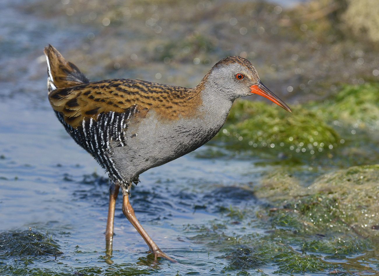The water rail. (Orbetello Lagoon)