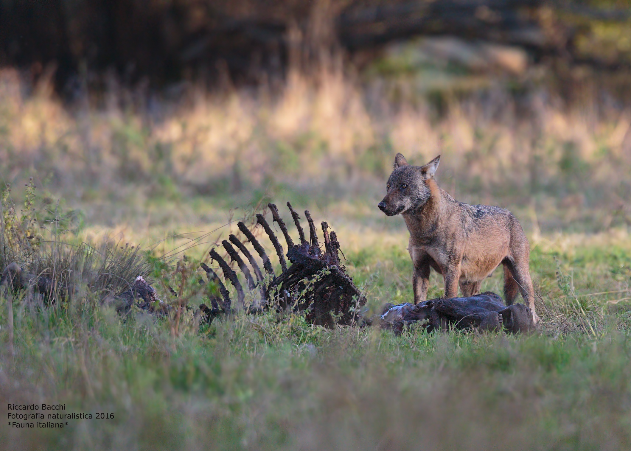 Lupo appenninico su carcassa di cavallo