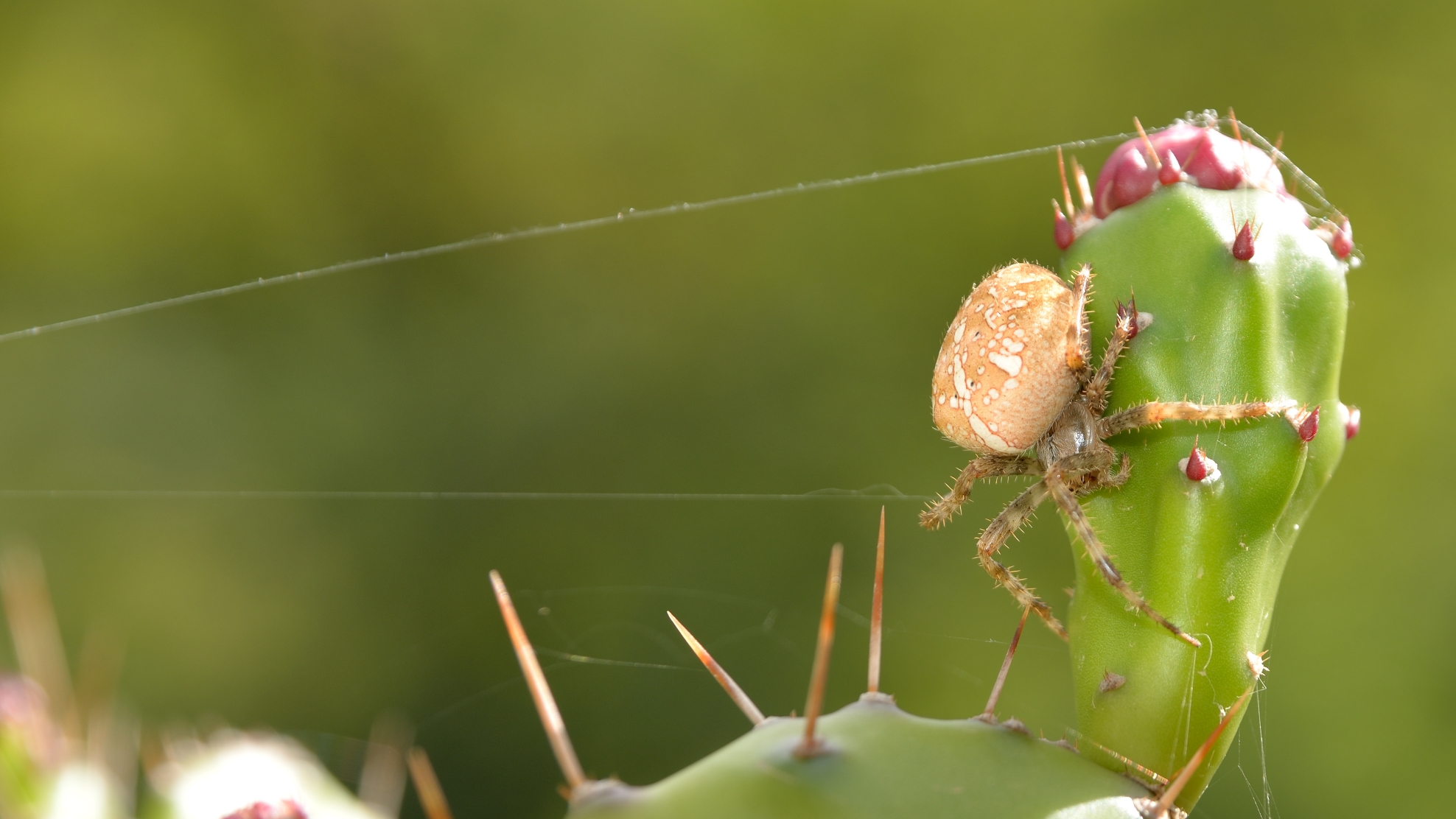 ragno grasso vs pianta grassa