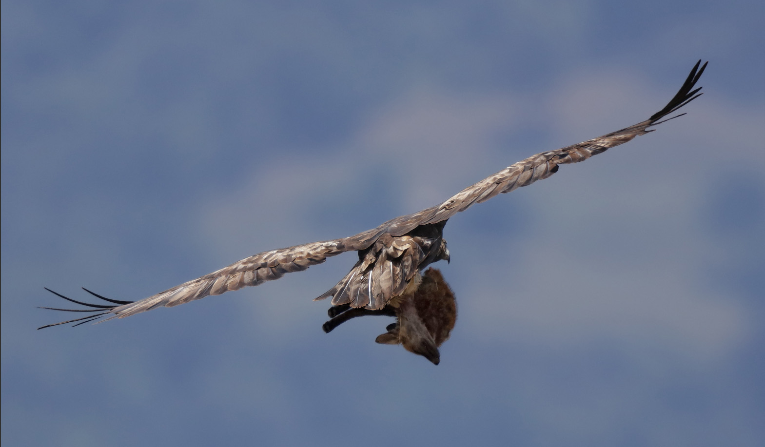 Golden Eagle with fox